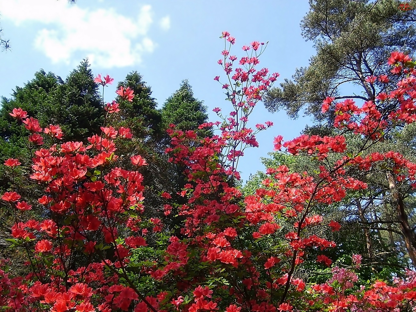 Rododendron, Drzewa, Czerwony