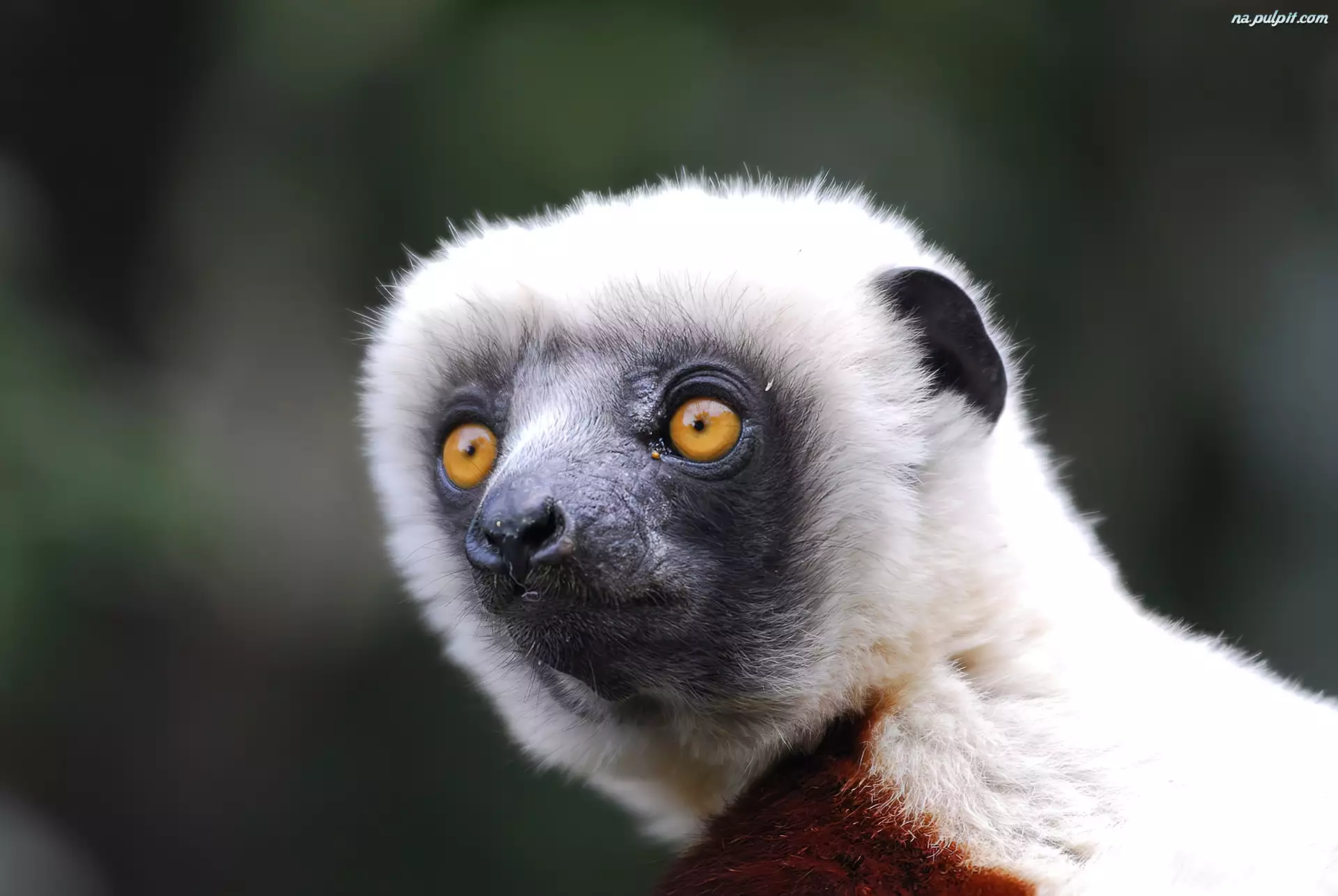 Oczy, Lemur, Głowa