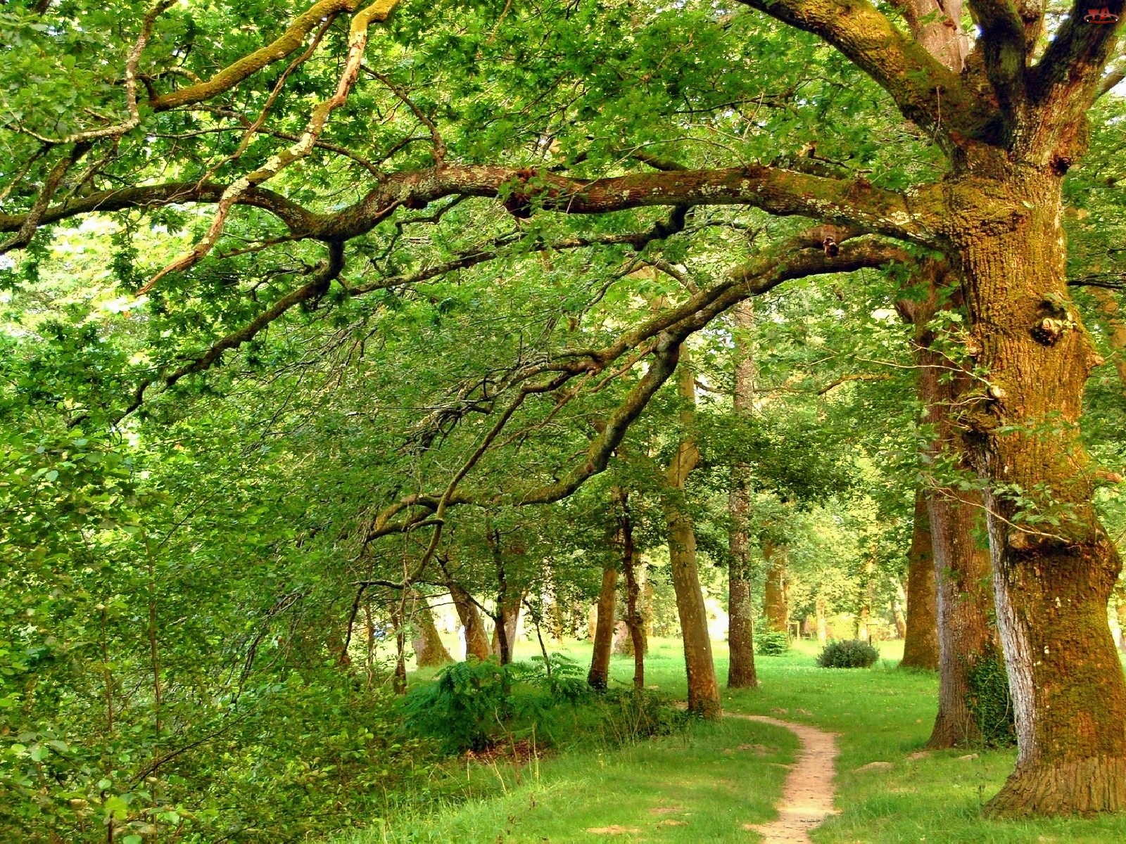 Park, Ścieżka, Stare, Drzewa