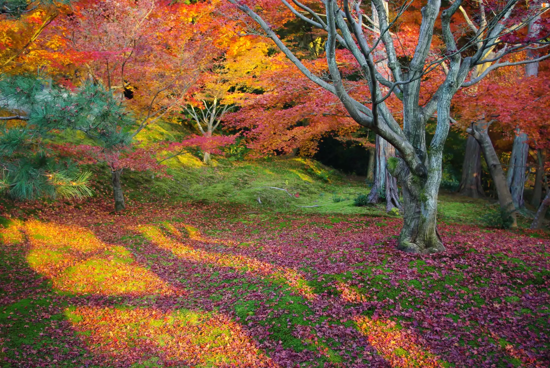 Drzewa, Kolorowe, Barwy, Jesieni