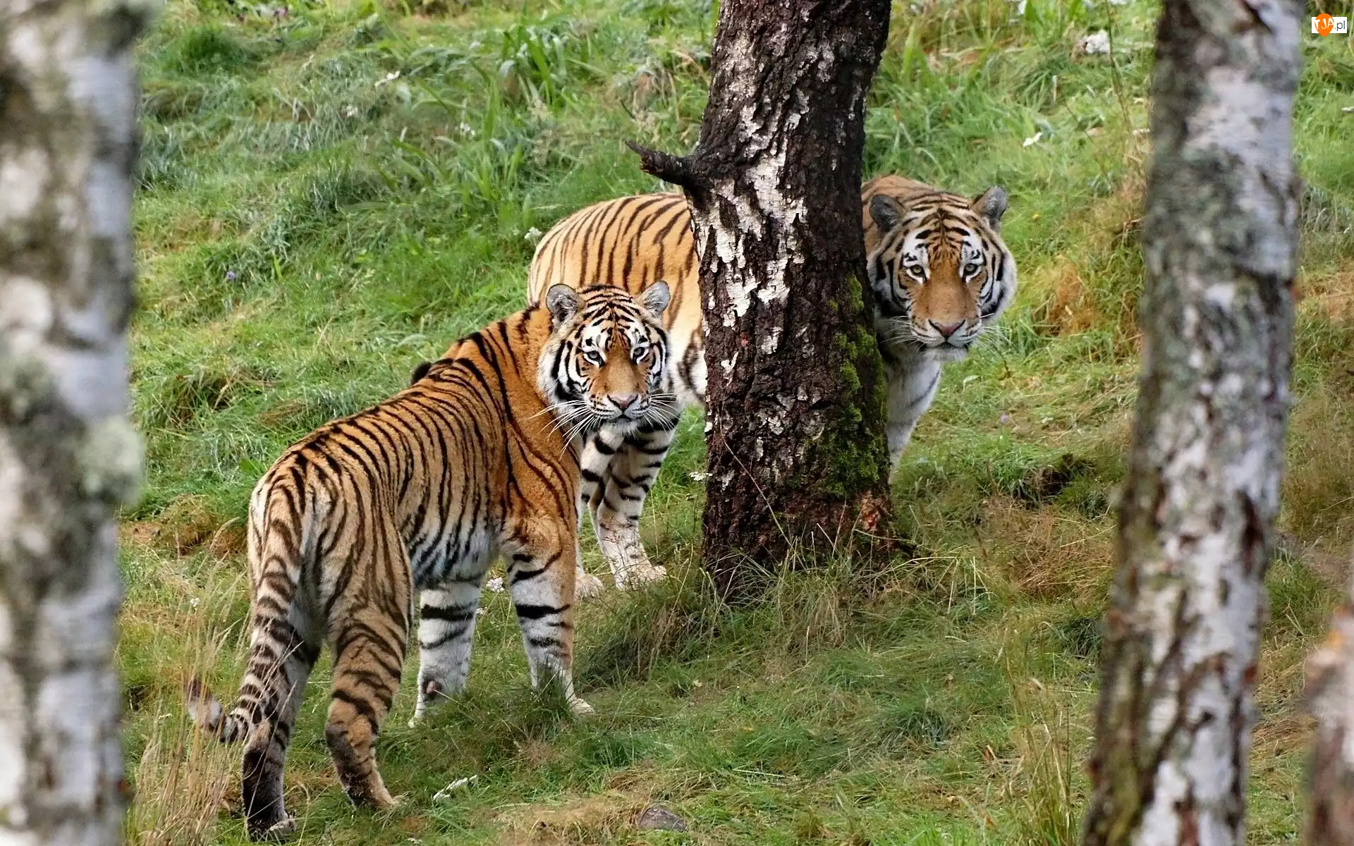 Tygrysy, Drzewa