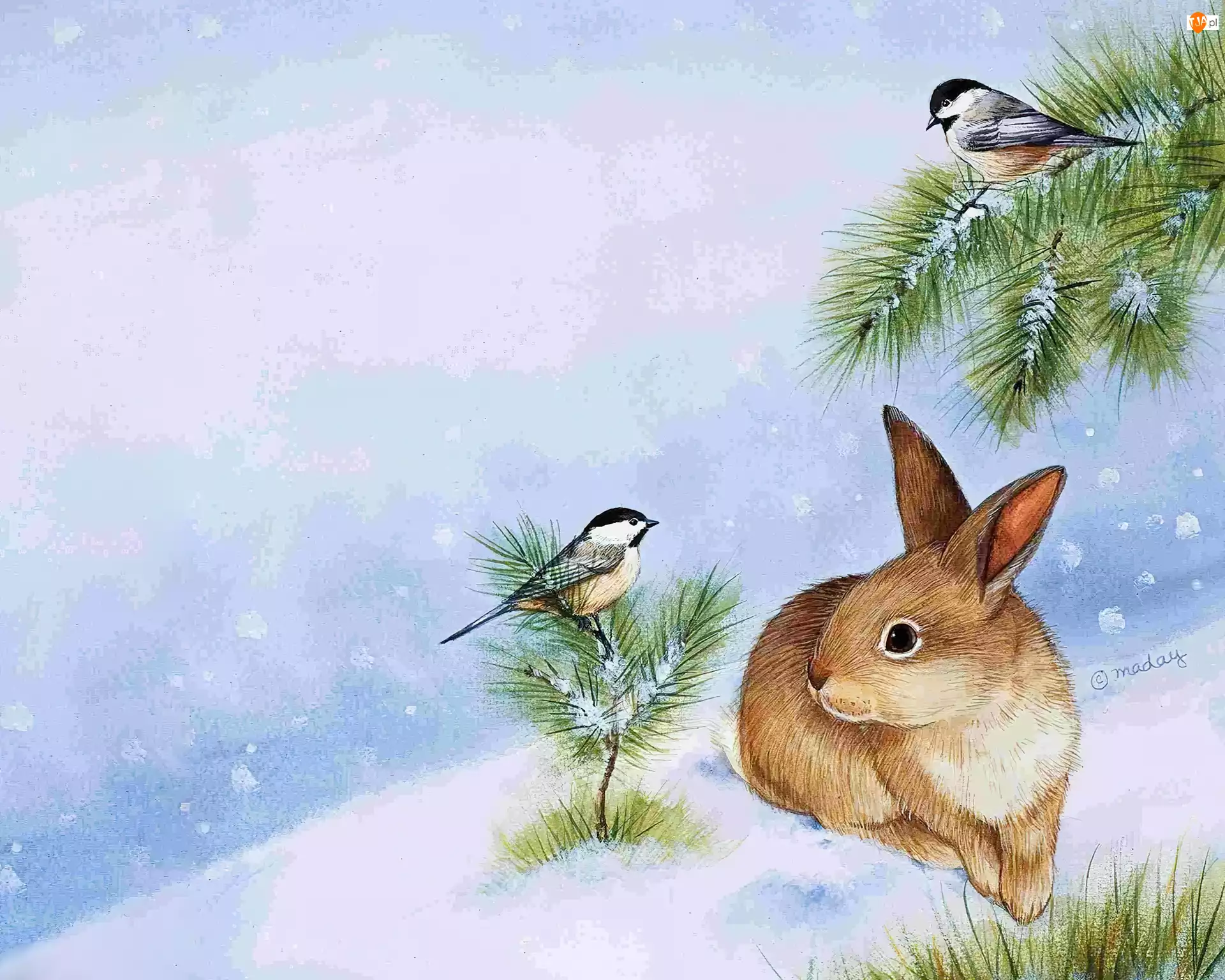 Zima, Reprodukcje Obrazów, Zając, Ptaki