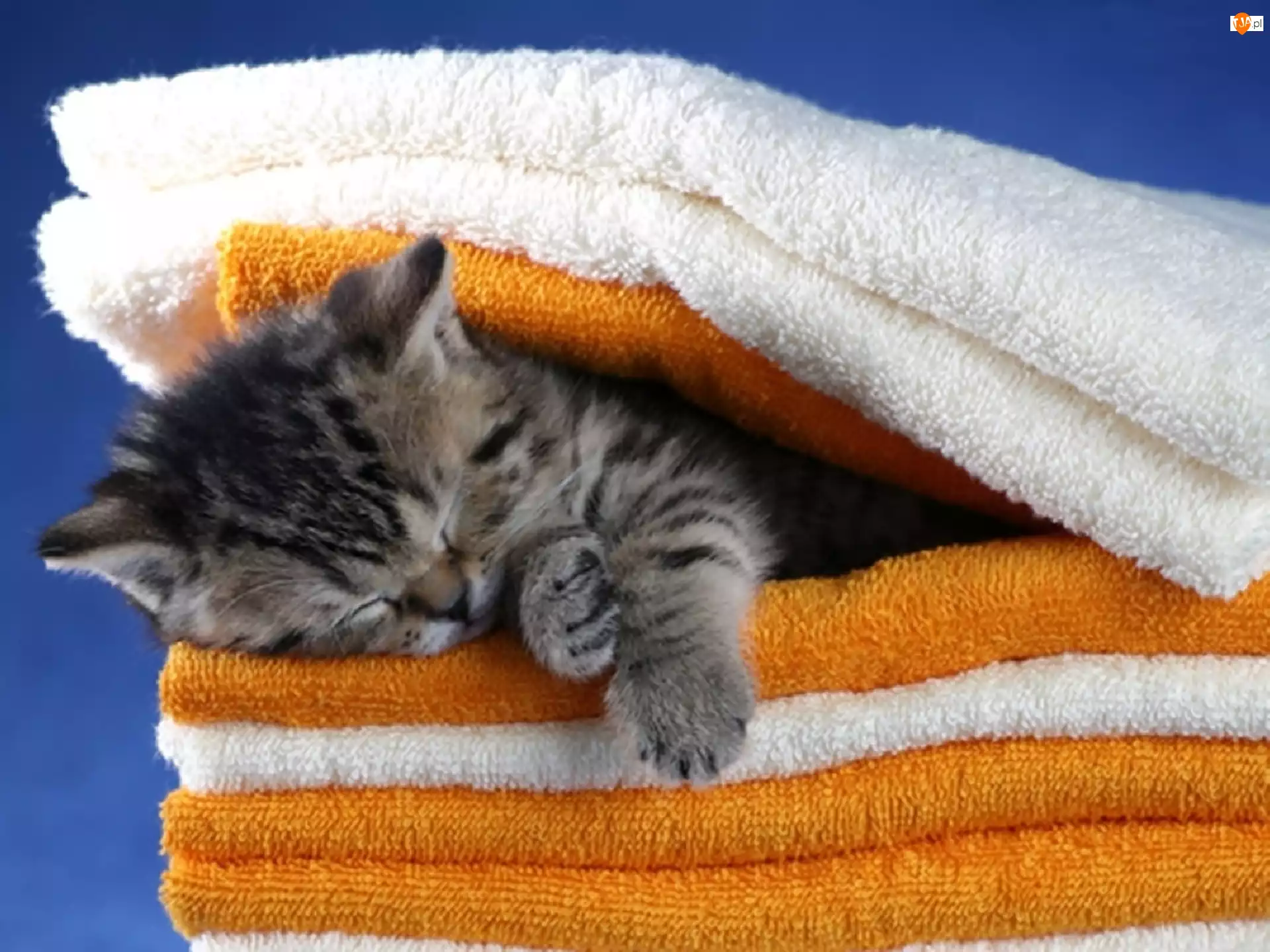 Śpiący, Ręczniki, Mały, Kotek