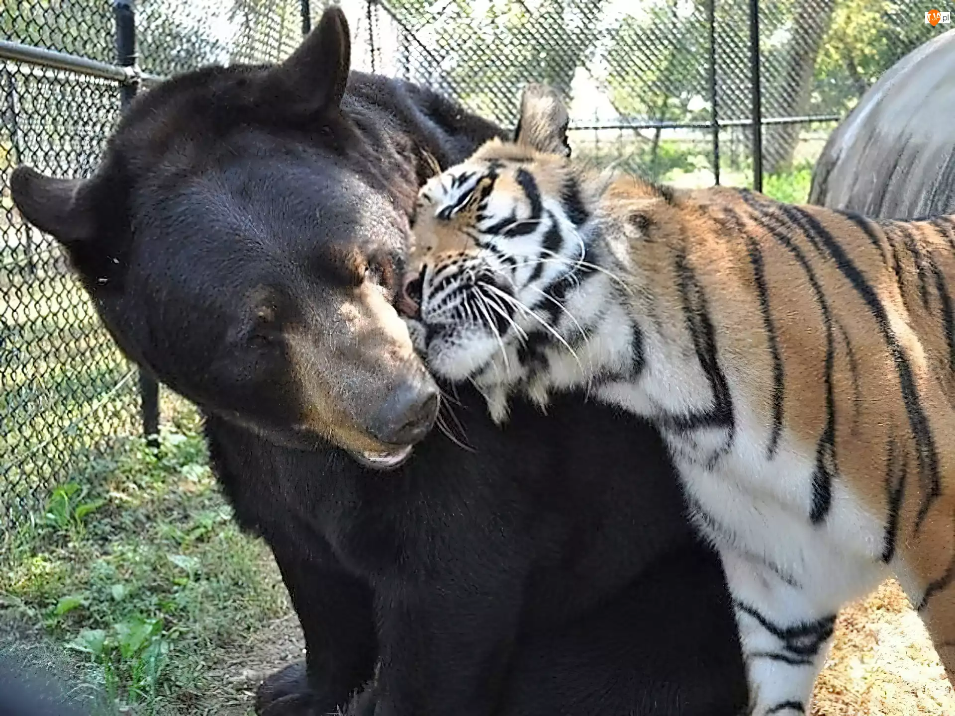 Tygrys

, Przyjaźń, Niedźwiedź