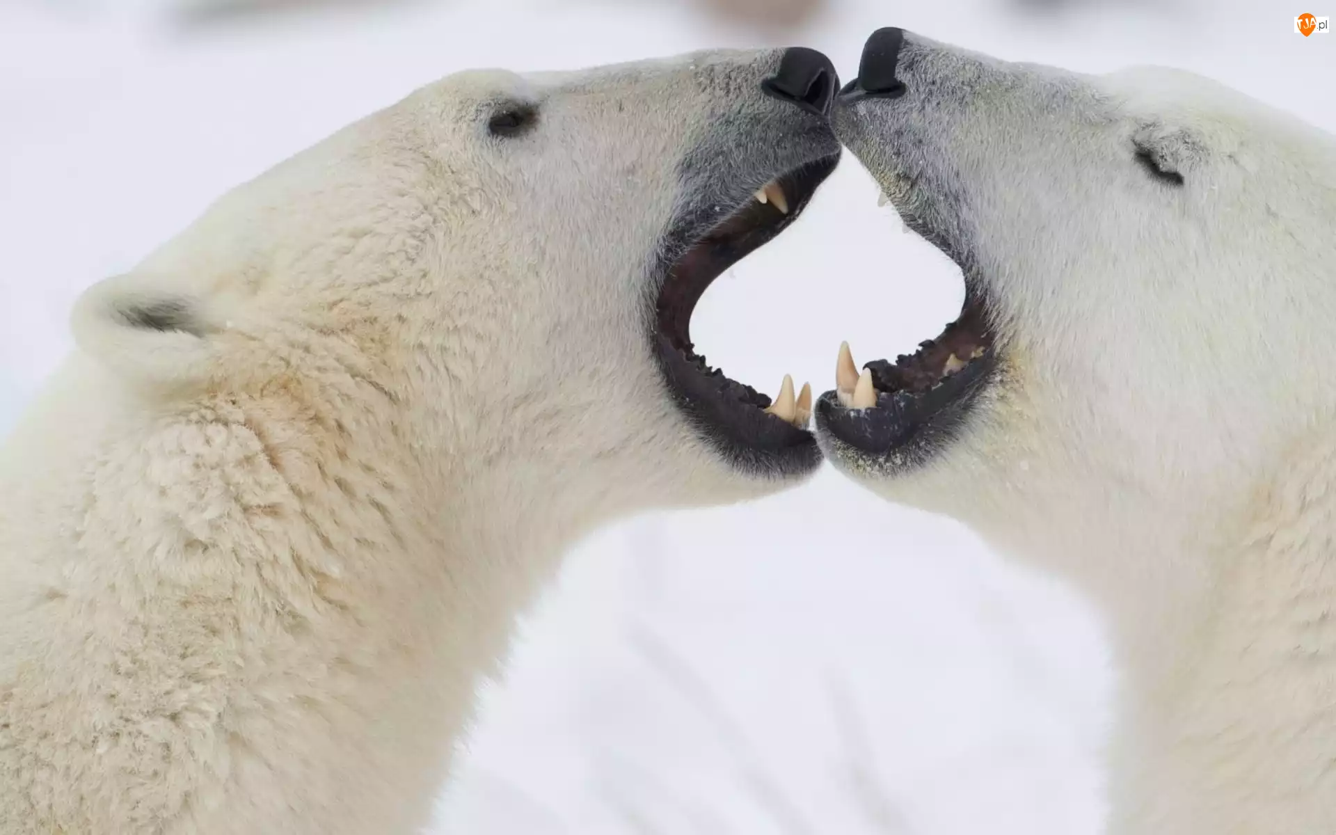 Niedźwiedzie, Polarne