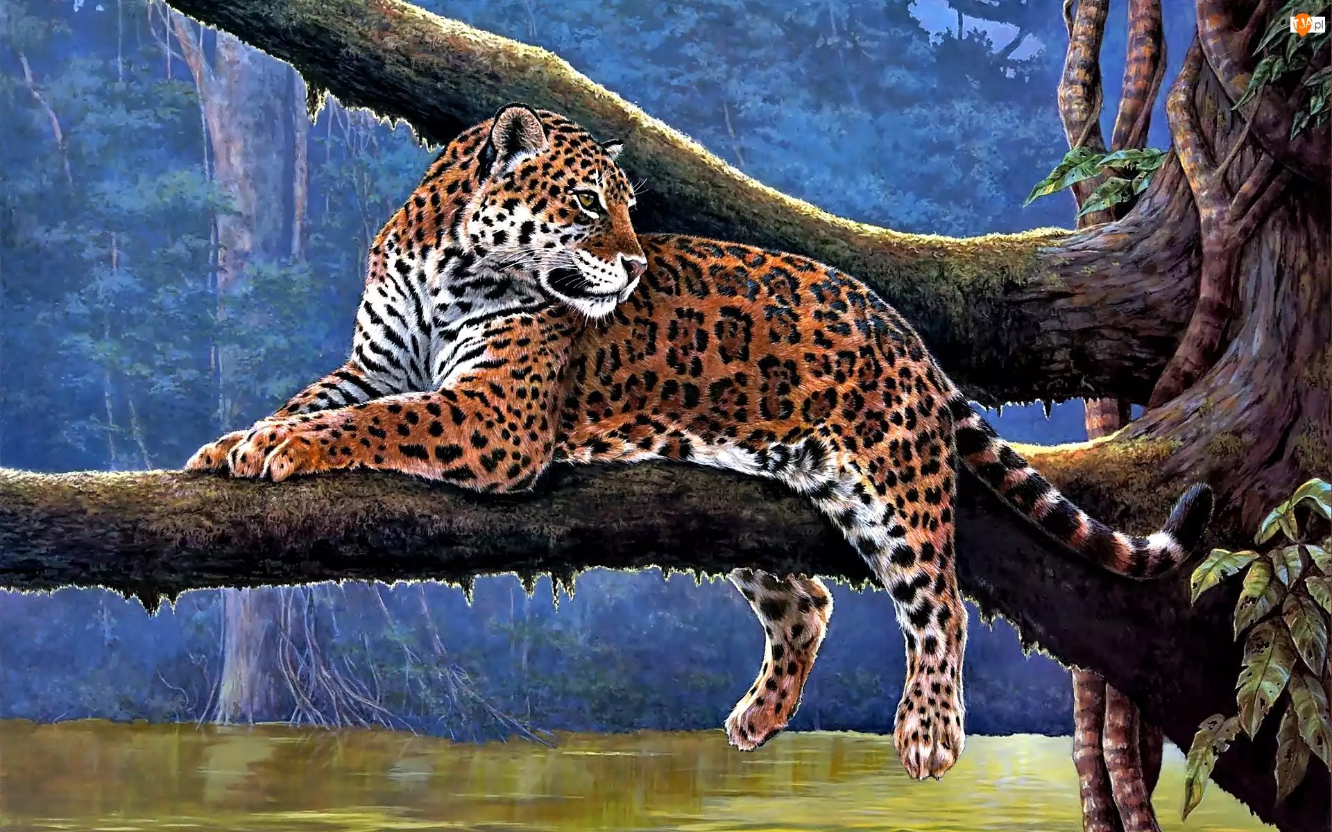 Jaguar, Drzewo, Konar