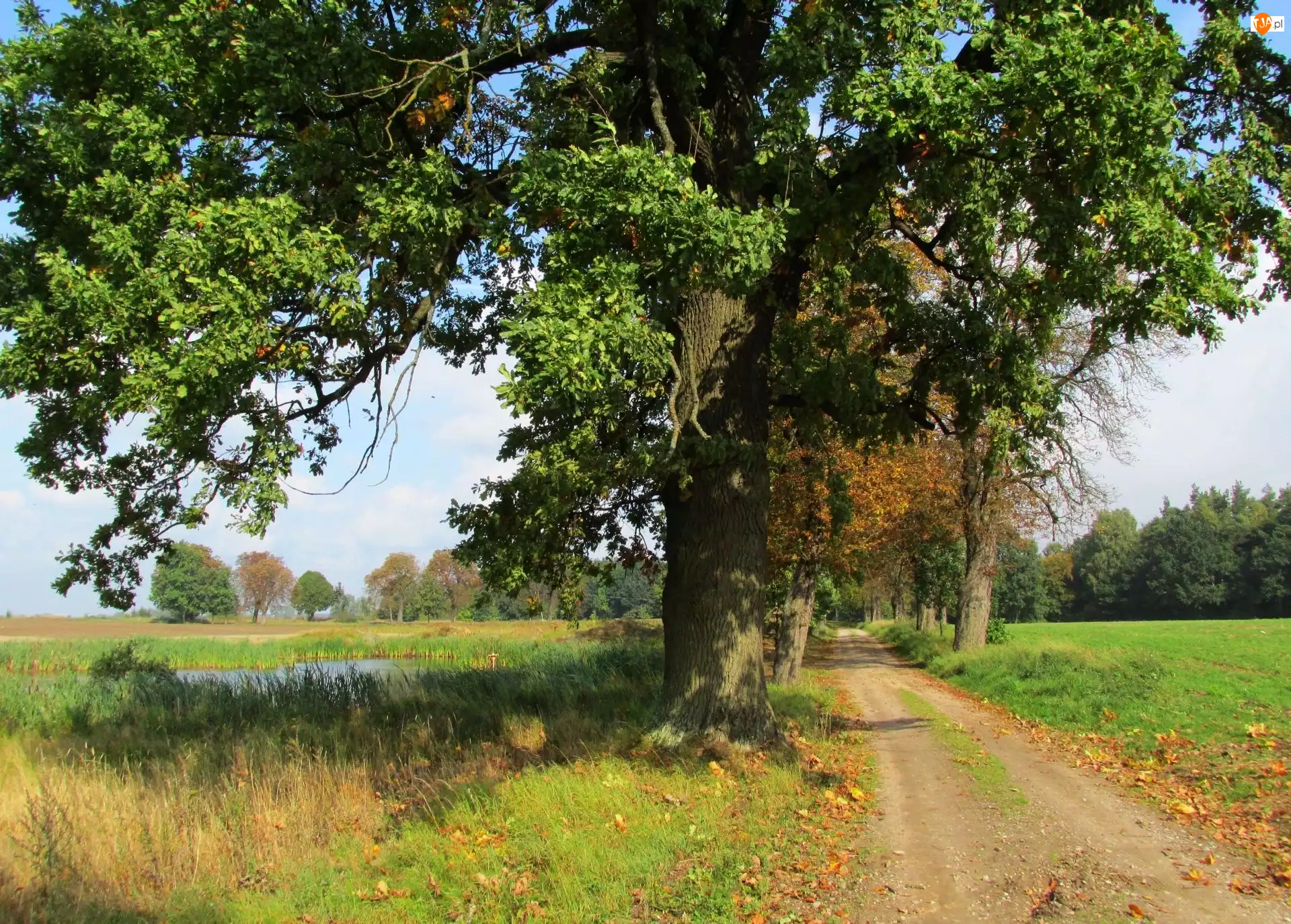 Droga, Jesień, Drzewo, Pole