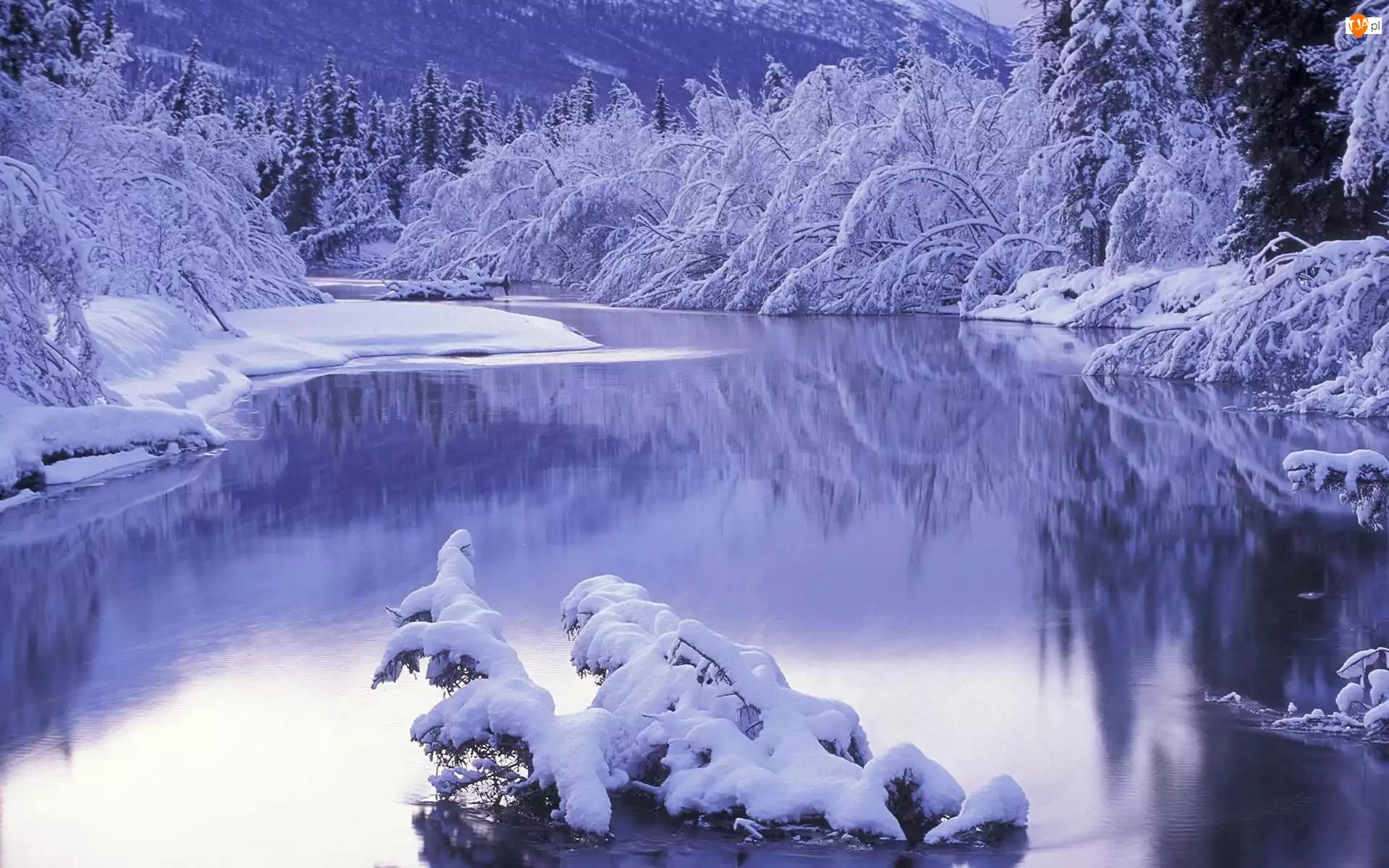 Śnieg, Jezioro, Drzewa