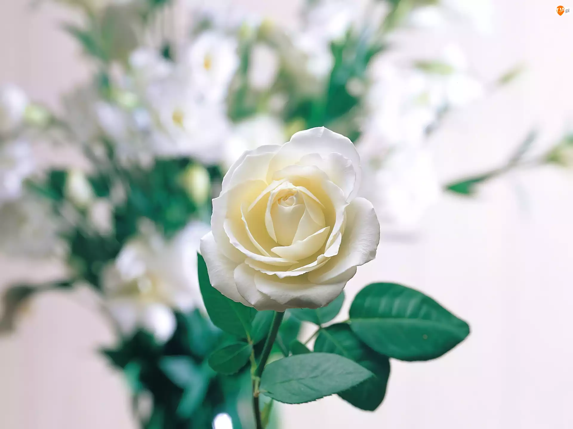 Listki, Biała, Róża