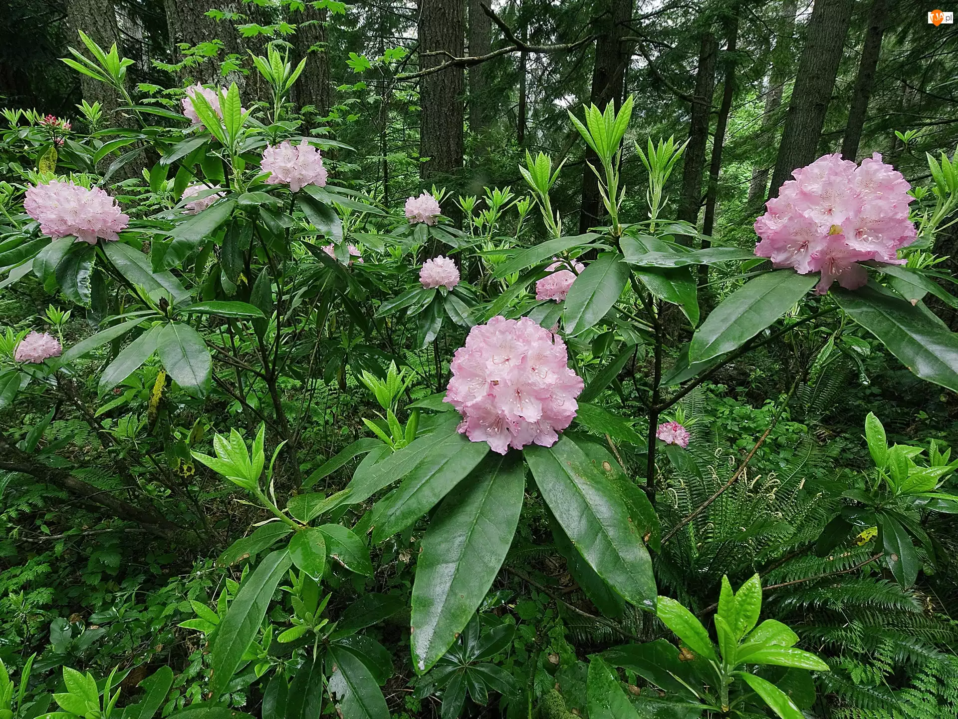 Las, Rododendron