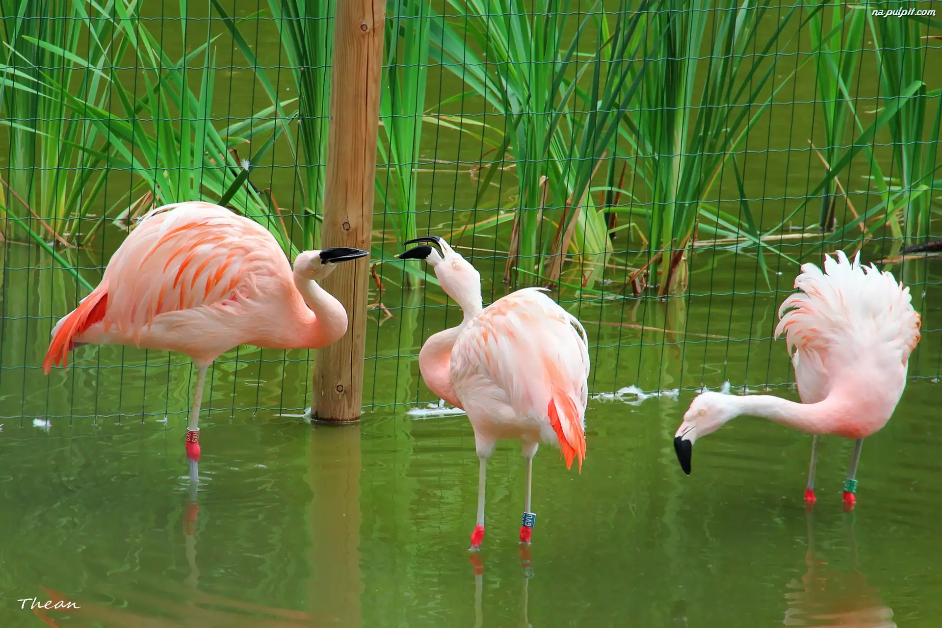 Flamingi, Trzy