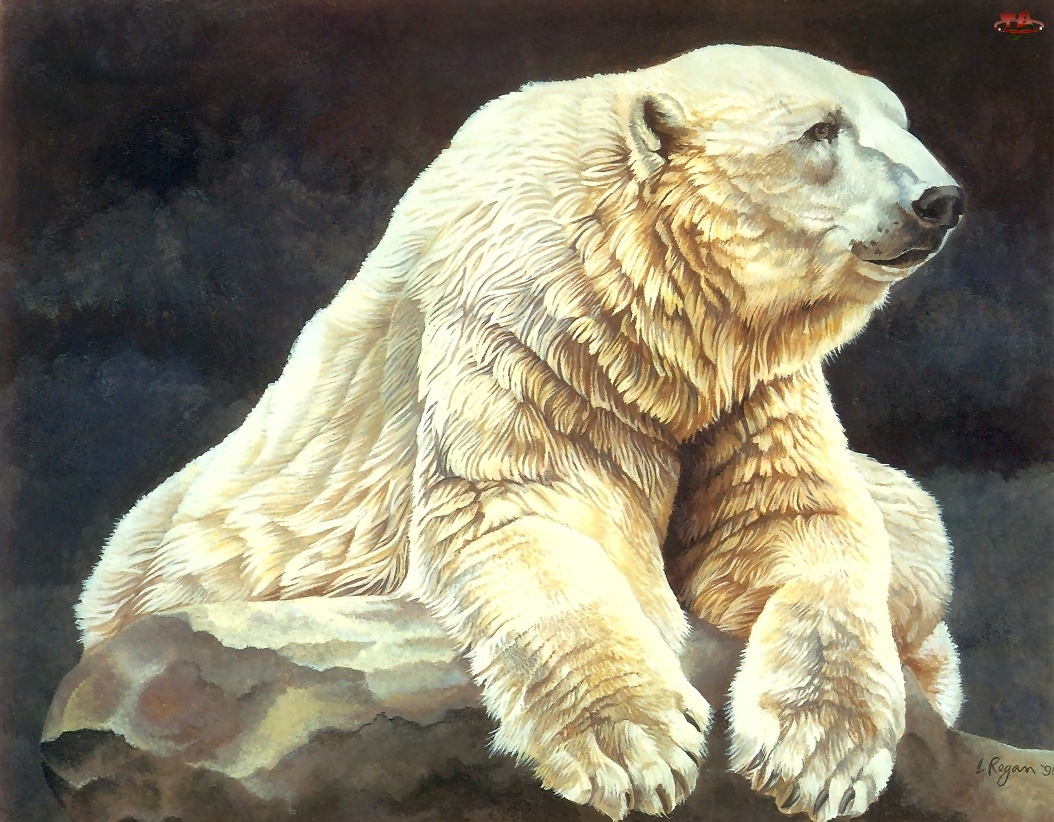 Malarstwo, Niedźwiedź, Polarny