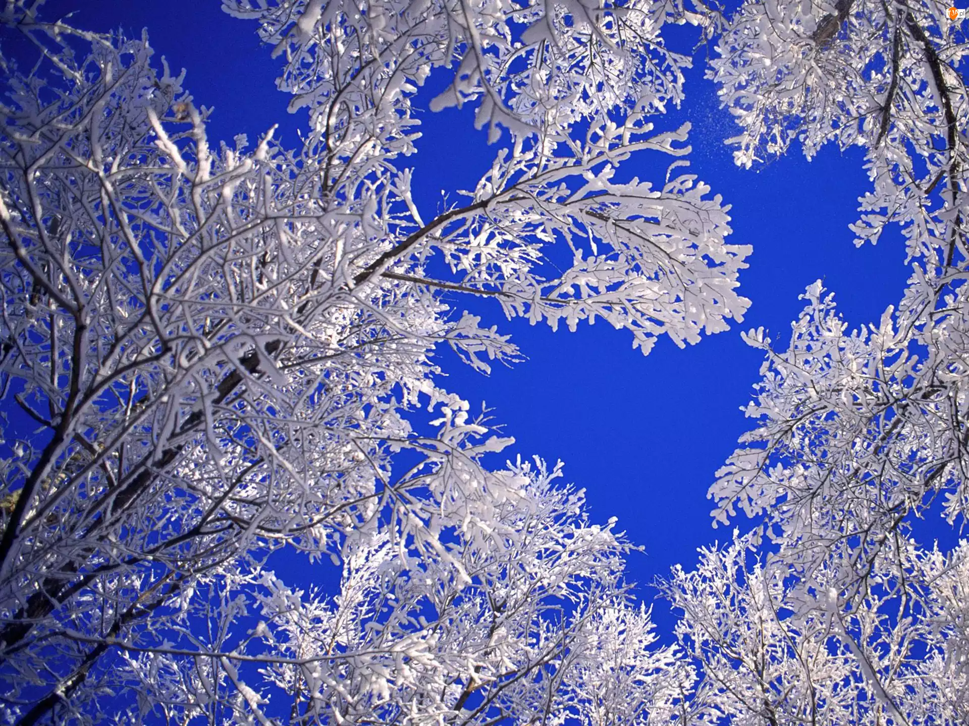 Niebo, Drzewo, Śniegiem, Pokryte, Błękitne