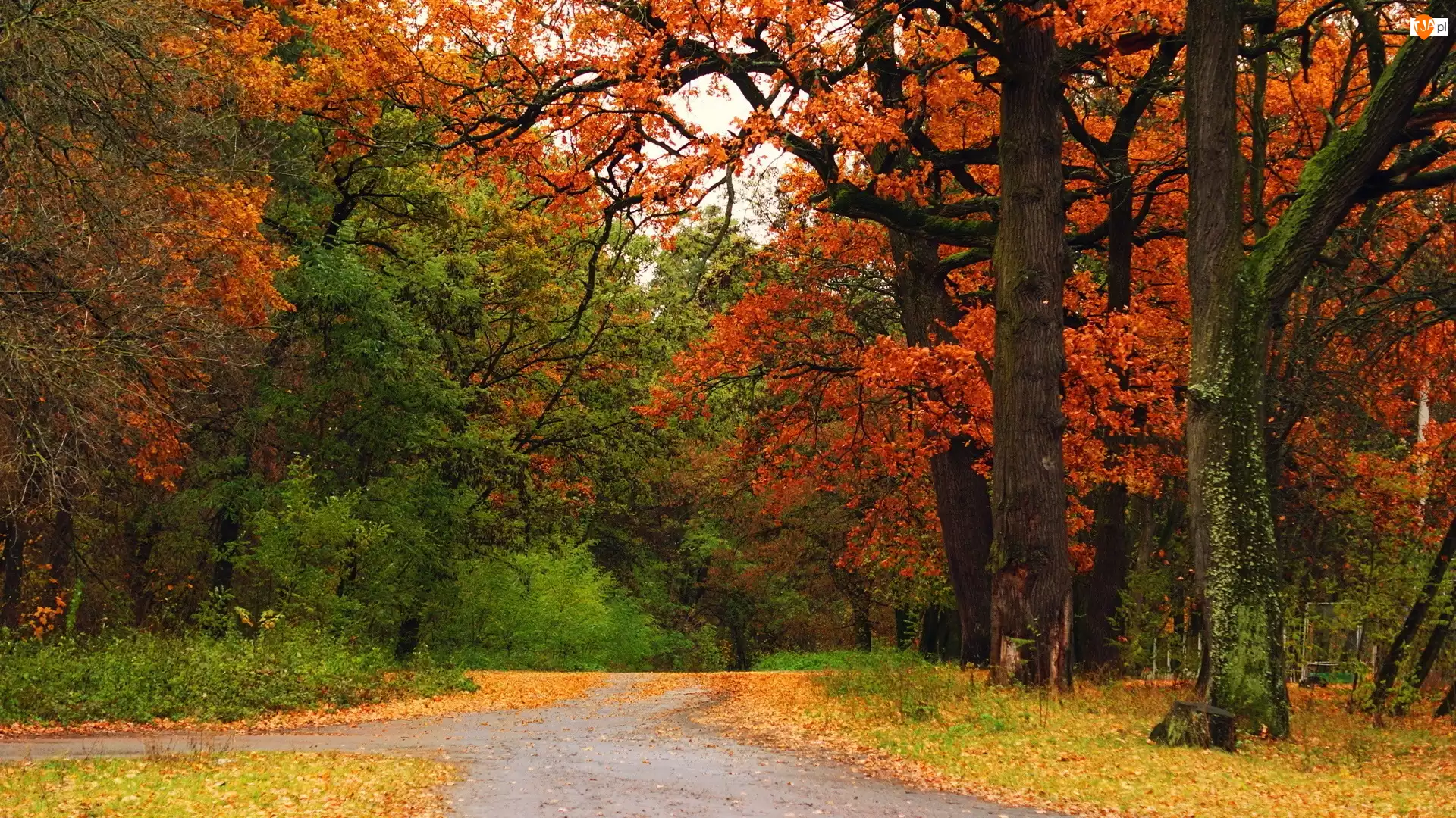 Jesień, Alejki, Park, Drzewa