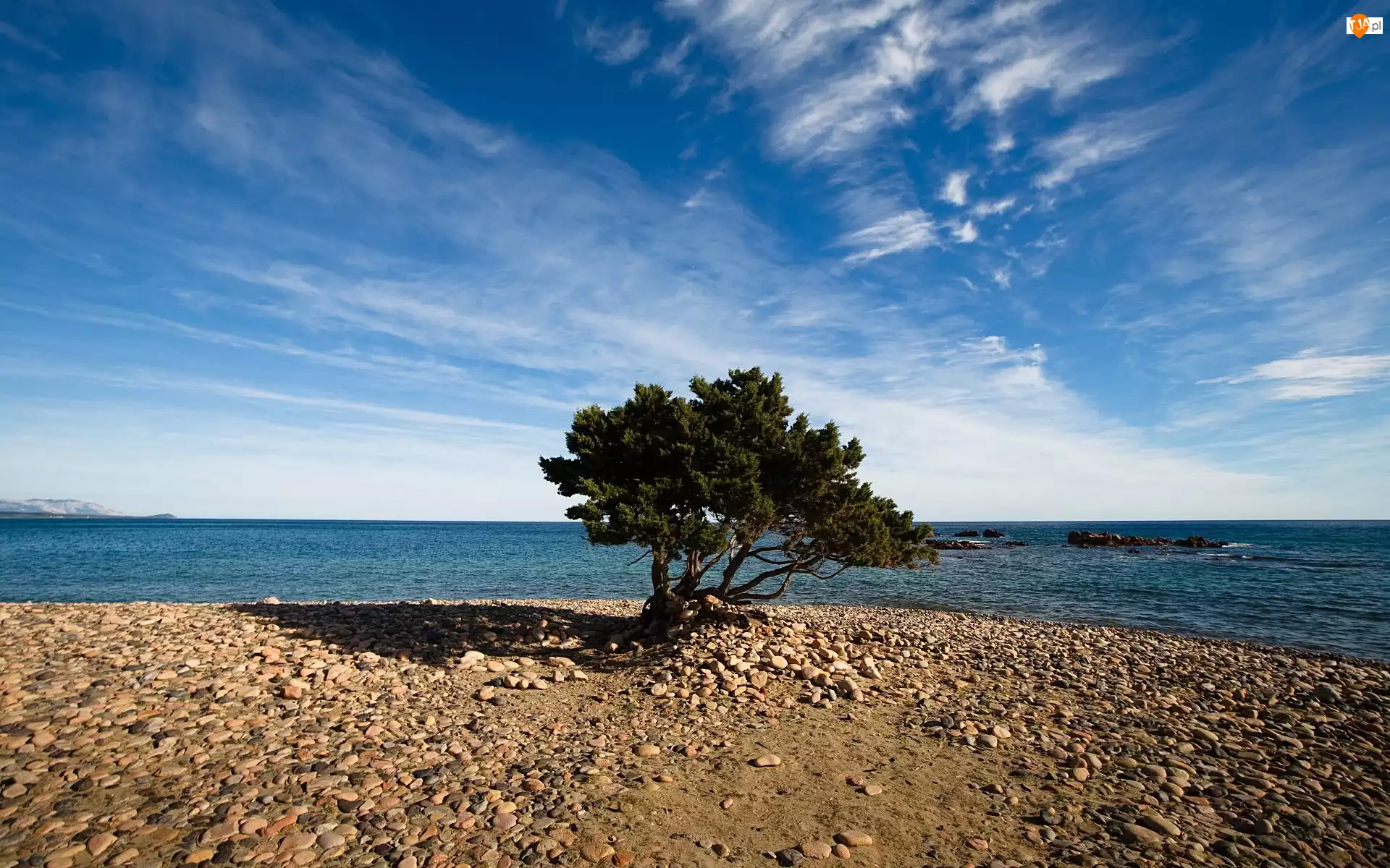 Morze, Drzewo, Kamienna, Plaża