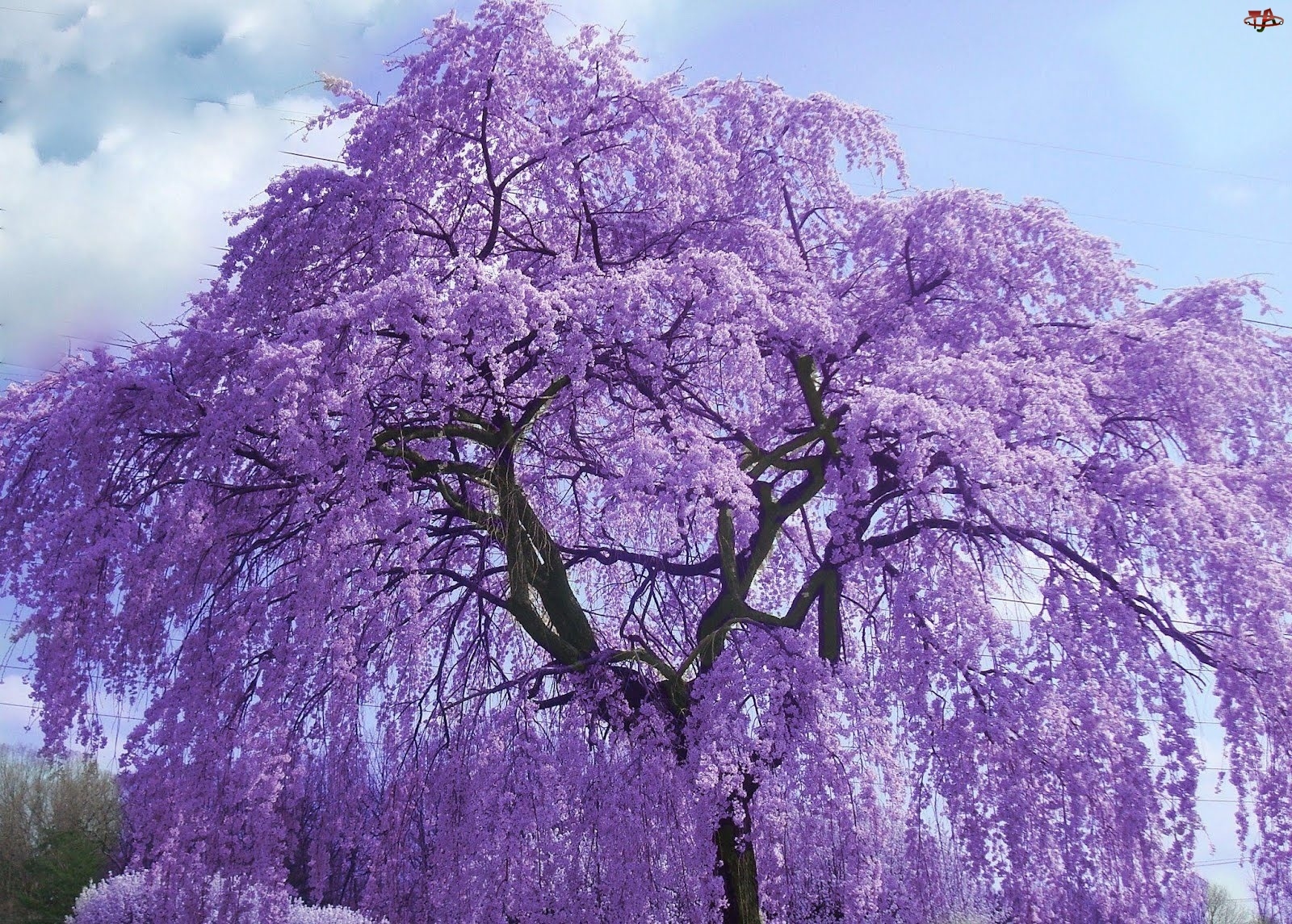 Drzewo, Kwitnące, Fioletowe