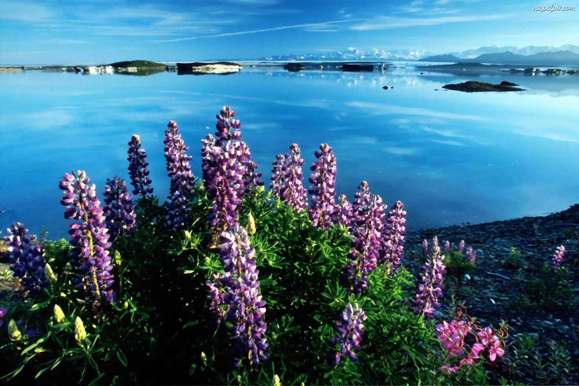 Kwiatki, Alaska, Jezioro, Vitus