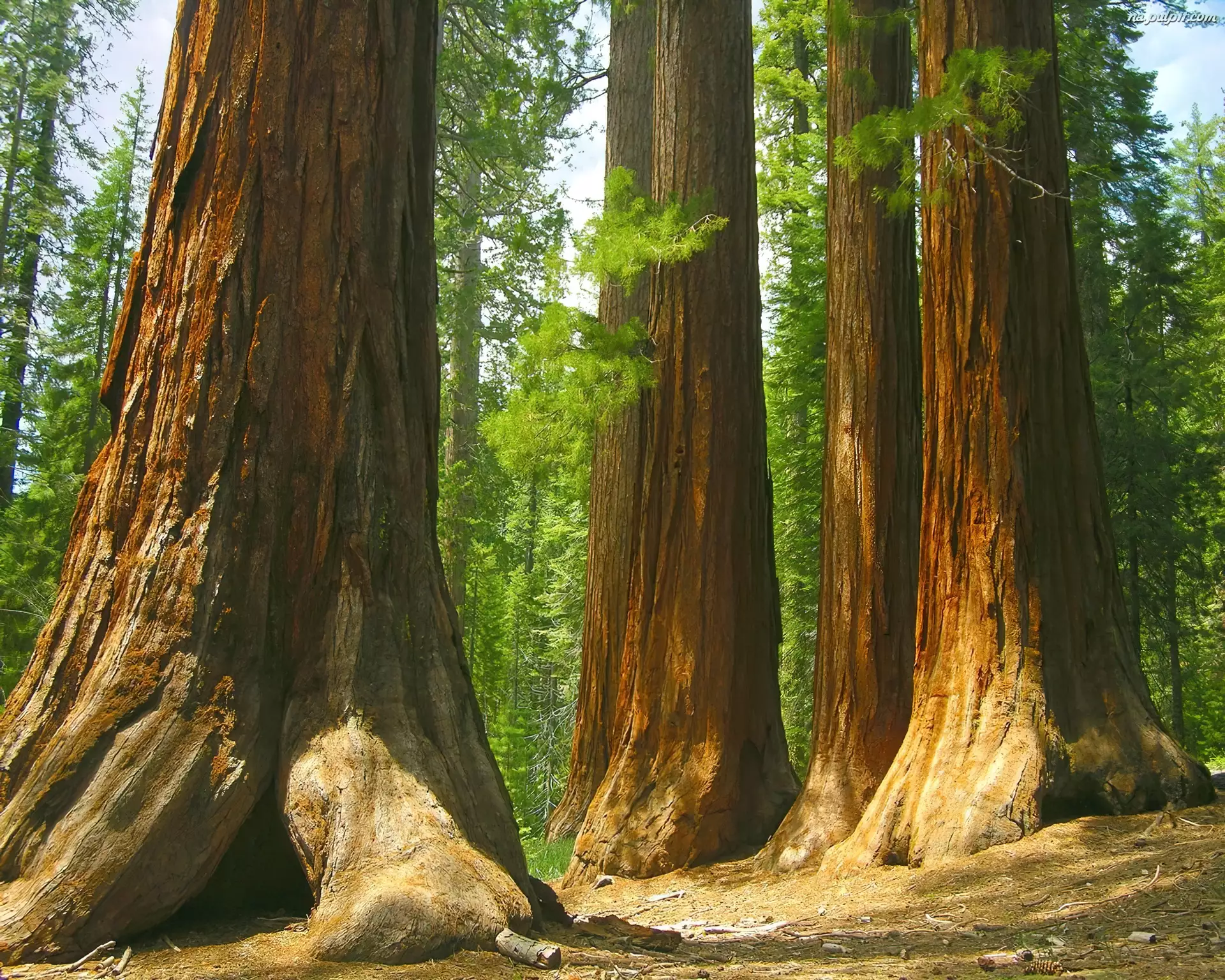 Stan Kalifornia, Stany Zjednoczone, Drzewa, Las Mariposa Grove, Park Narodowy Yosemite, Sekwoje