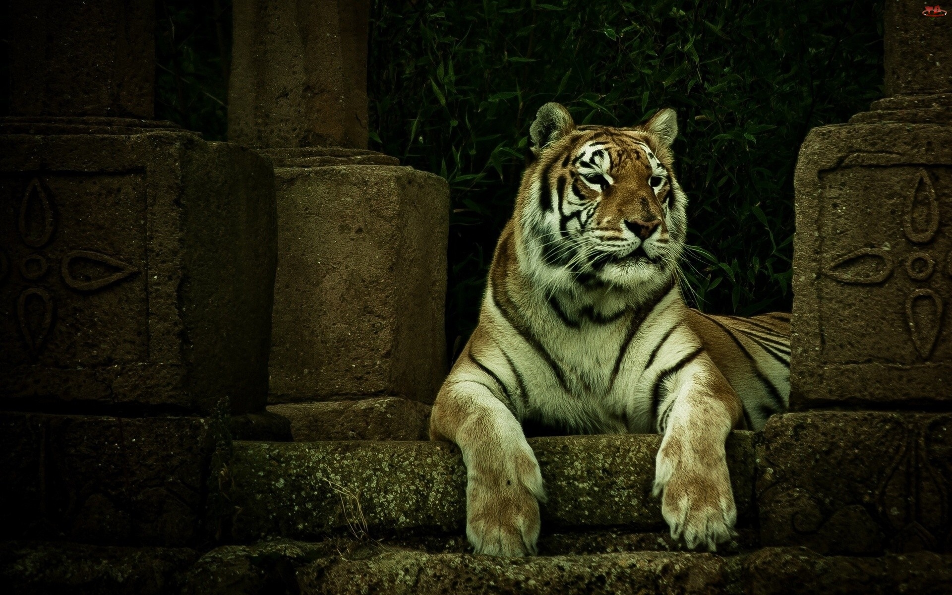 Odpoczynek, Tygrys