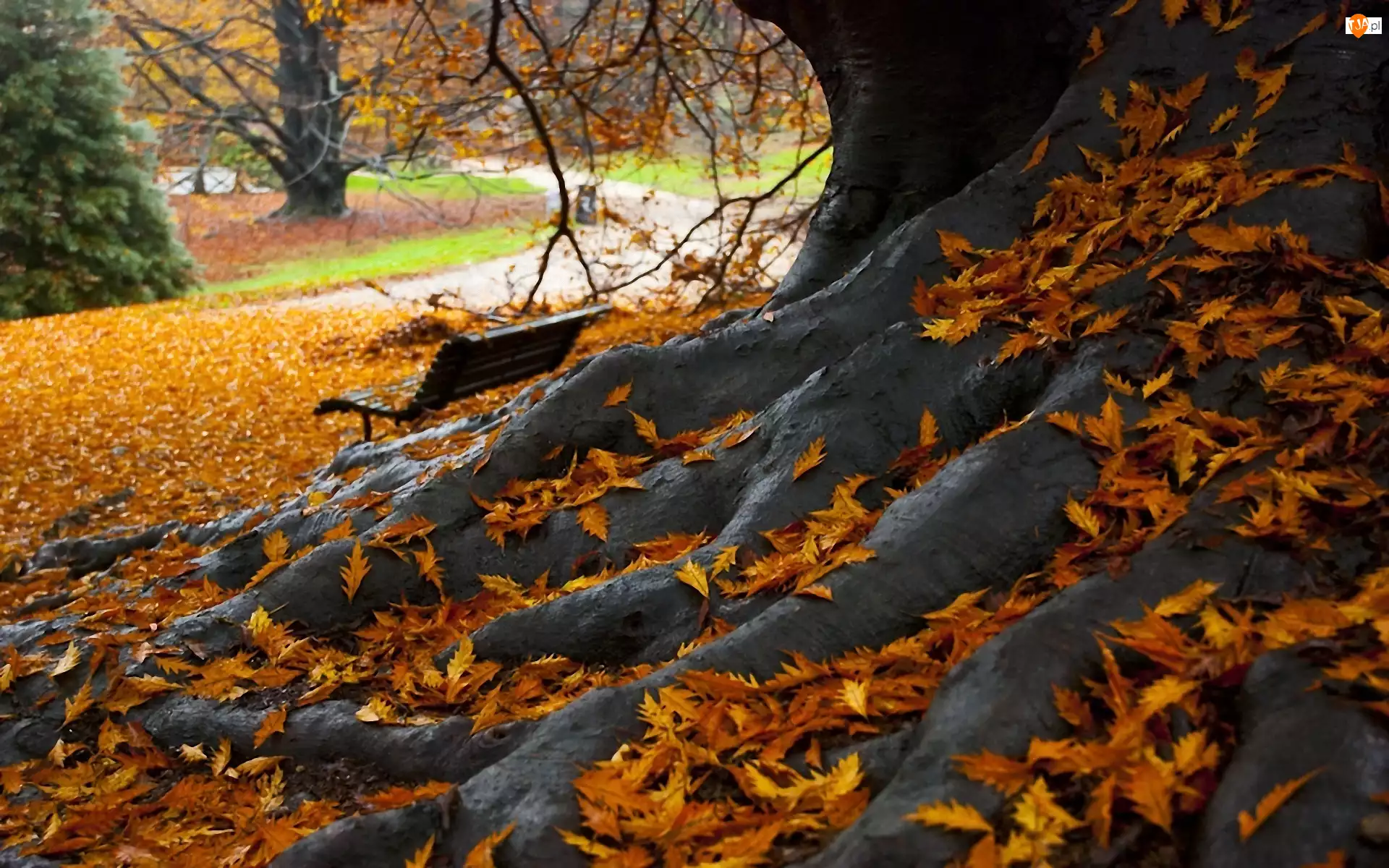 Jesień, Liście, Drzewo, Korzenie