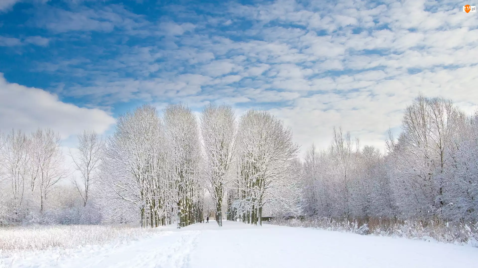 Drzewa, Zima, Śnieg, Niebo