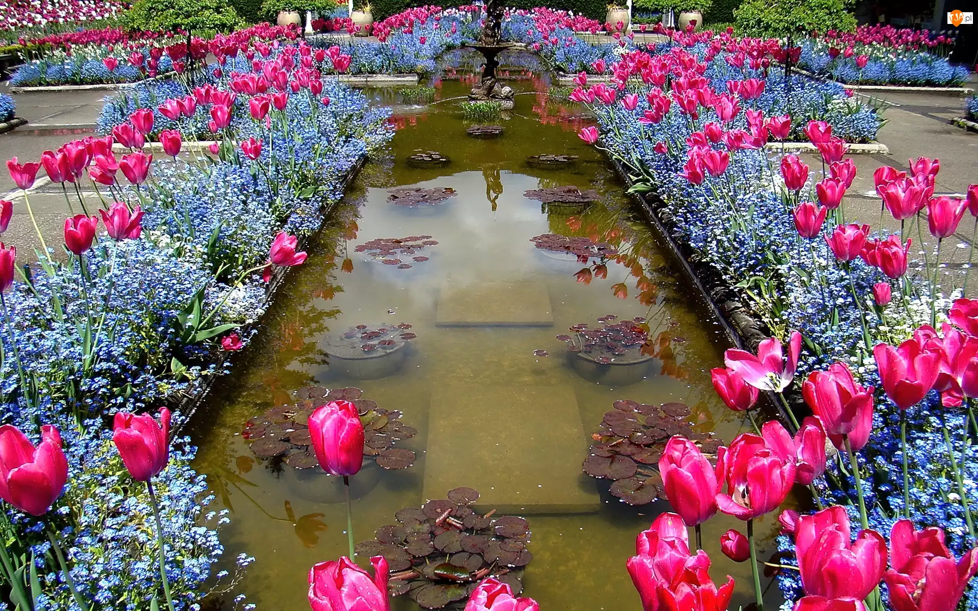 Tulipany, Niezapominajki, Różowe, Fontanna, Niebieskie