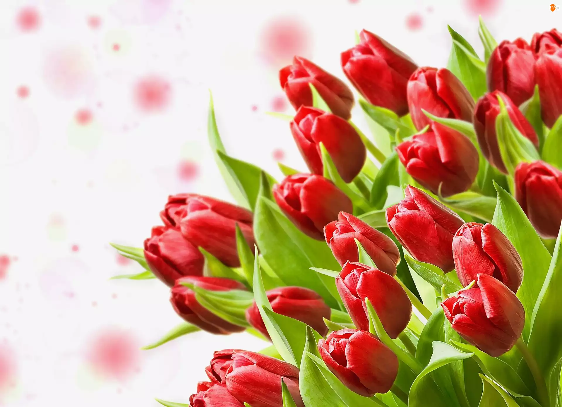 Tulipanów, Bukiet, Czerwonych