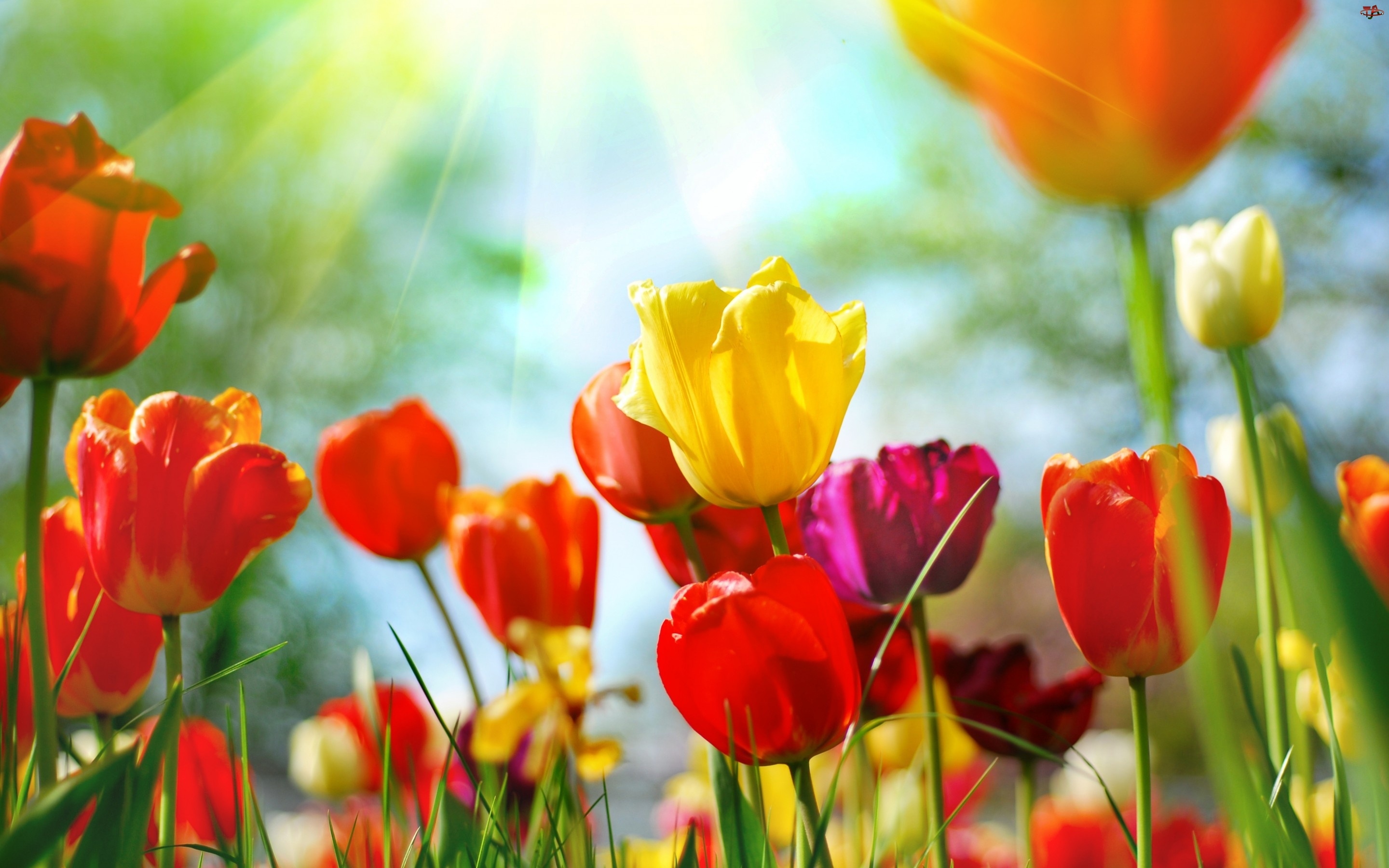 Kolorowe, Słońca, Tulipany, Promienie