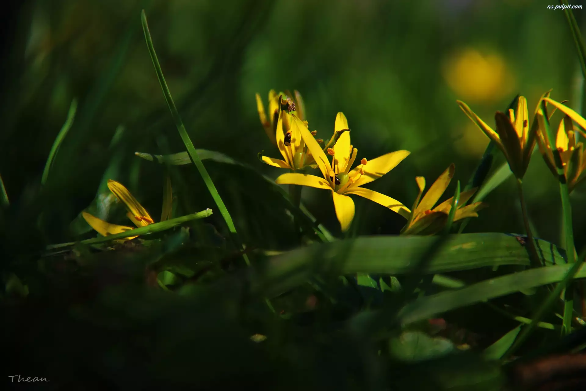 Złoć Żółta, Kwiat