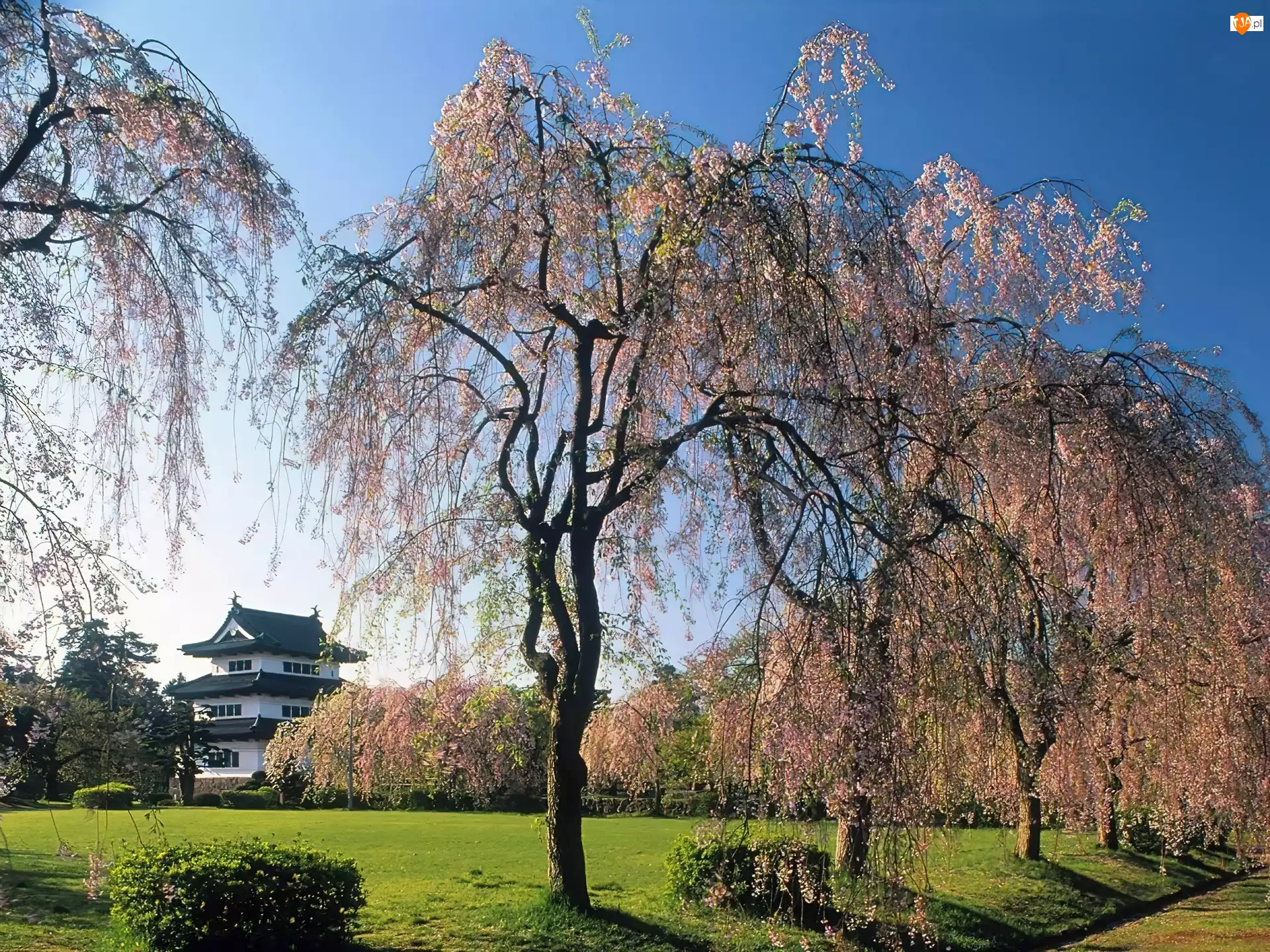Dom, Wiosna, Drzewa, Kwitnące, Japonia