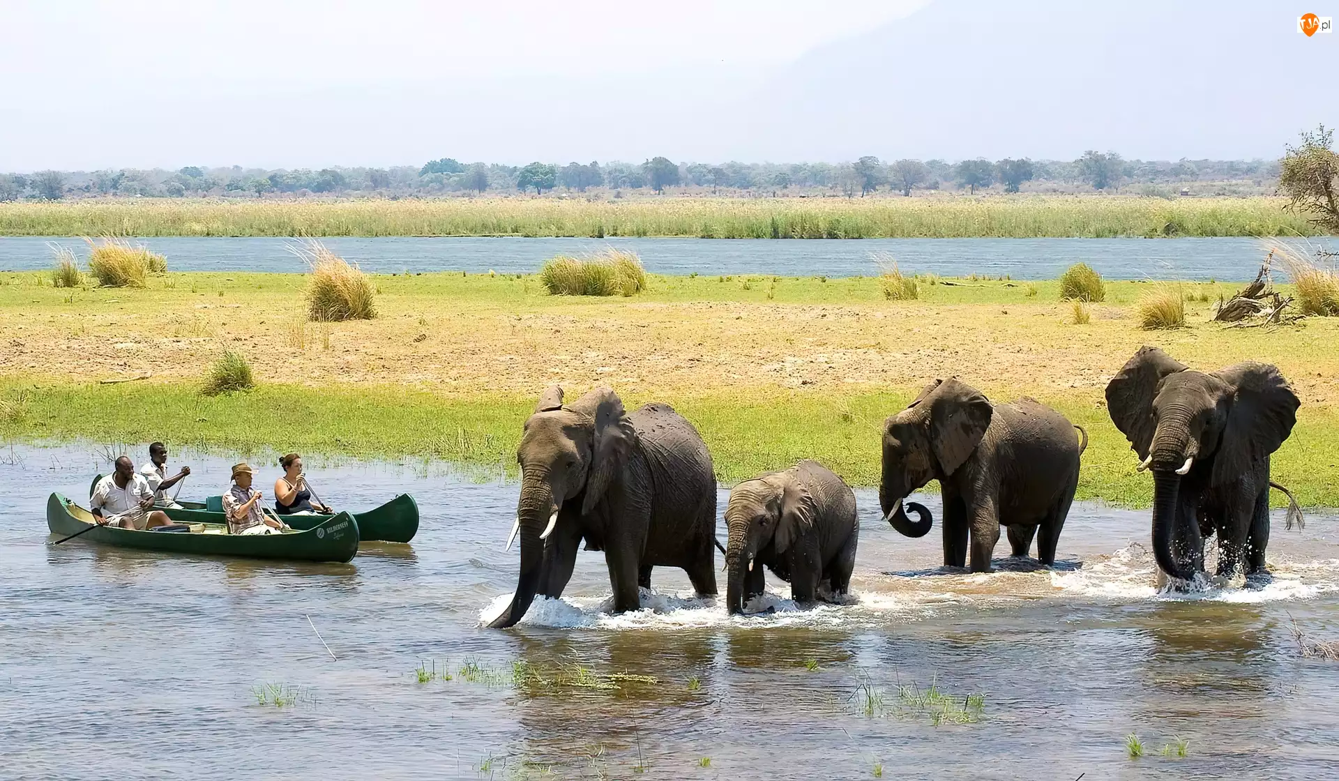 Słonie, Zimbabwe, Rzeka, Łodzie