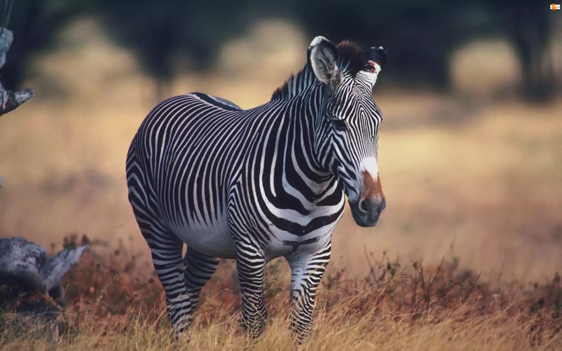 Trawa, Zebra