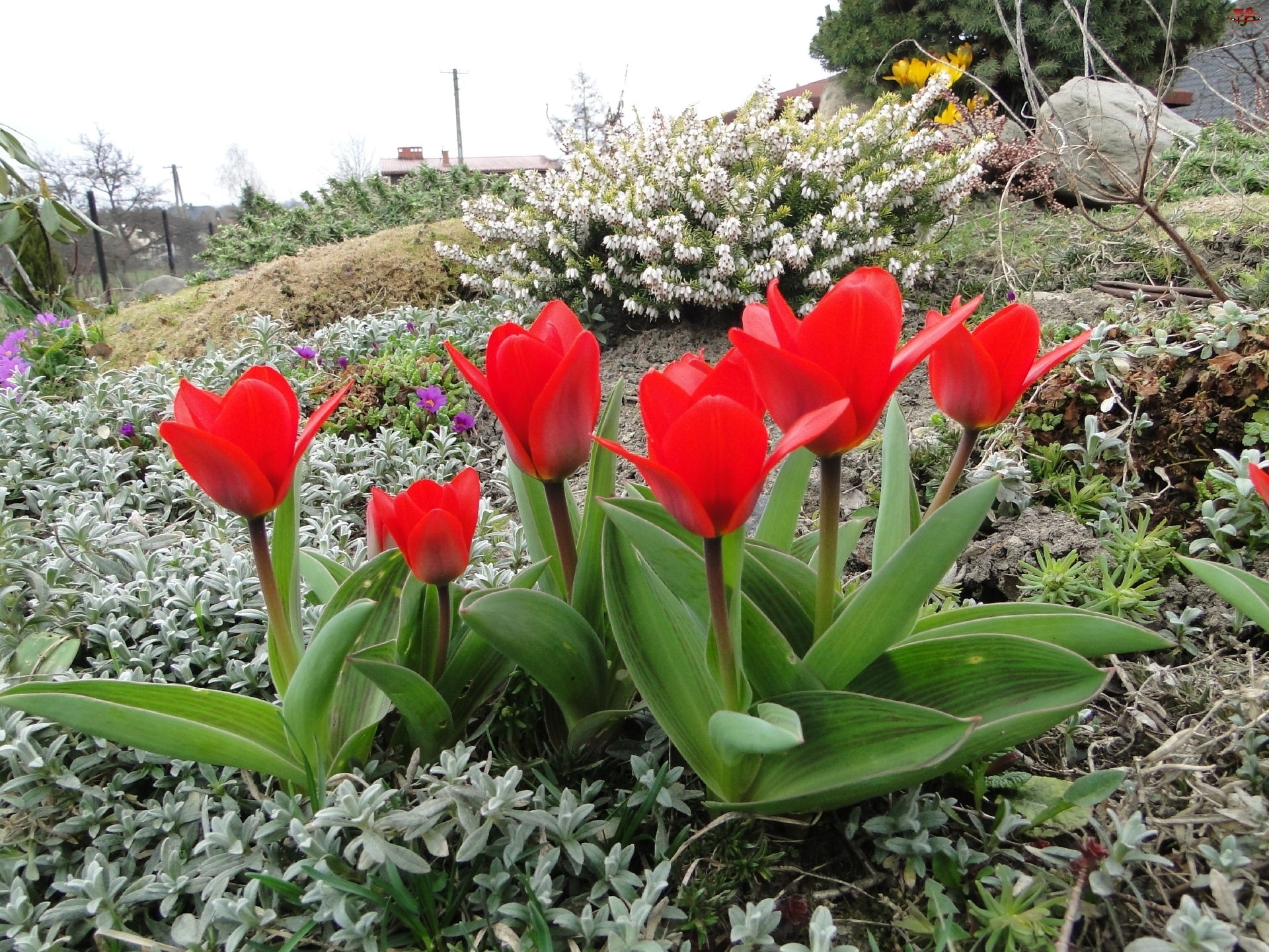 Tulipany, Ogród, Kwiaty