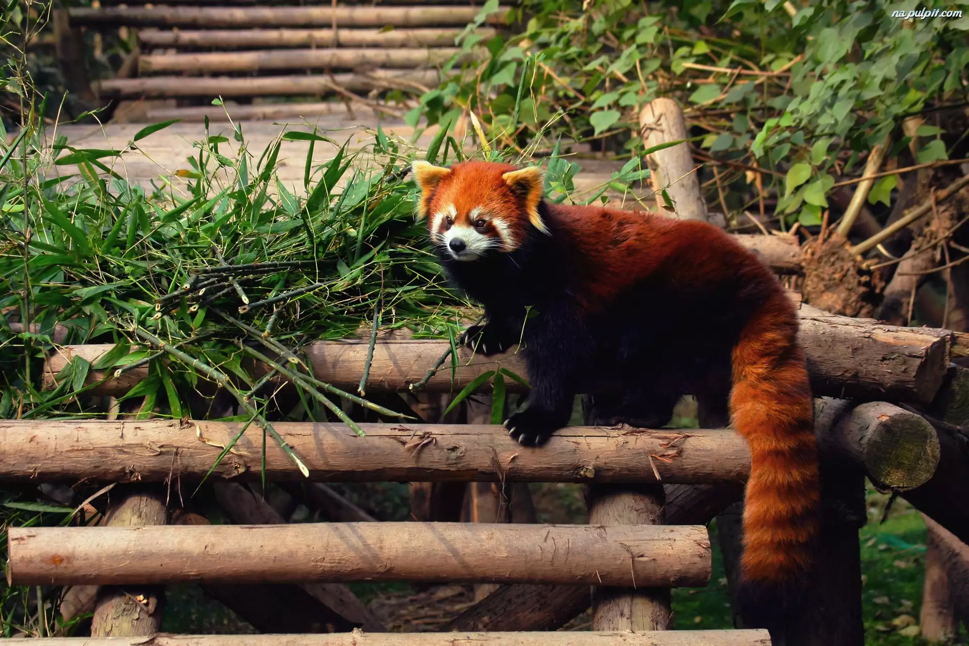 Mała, Panda, Drabinka, Pandka ruda, Czerwona, Bambus