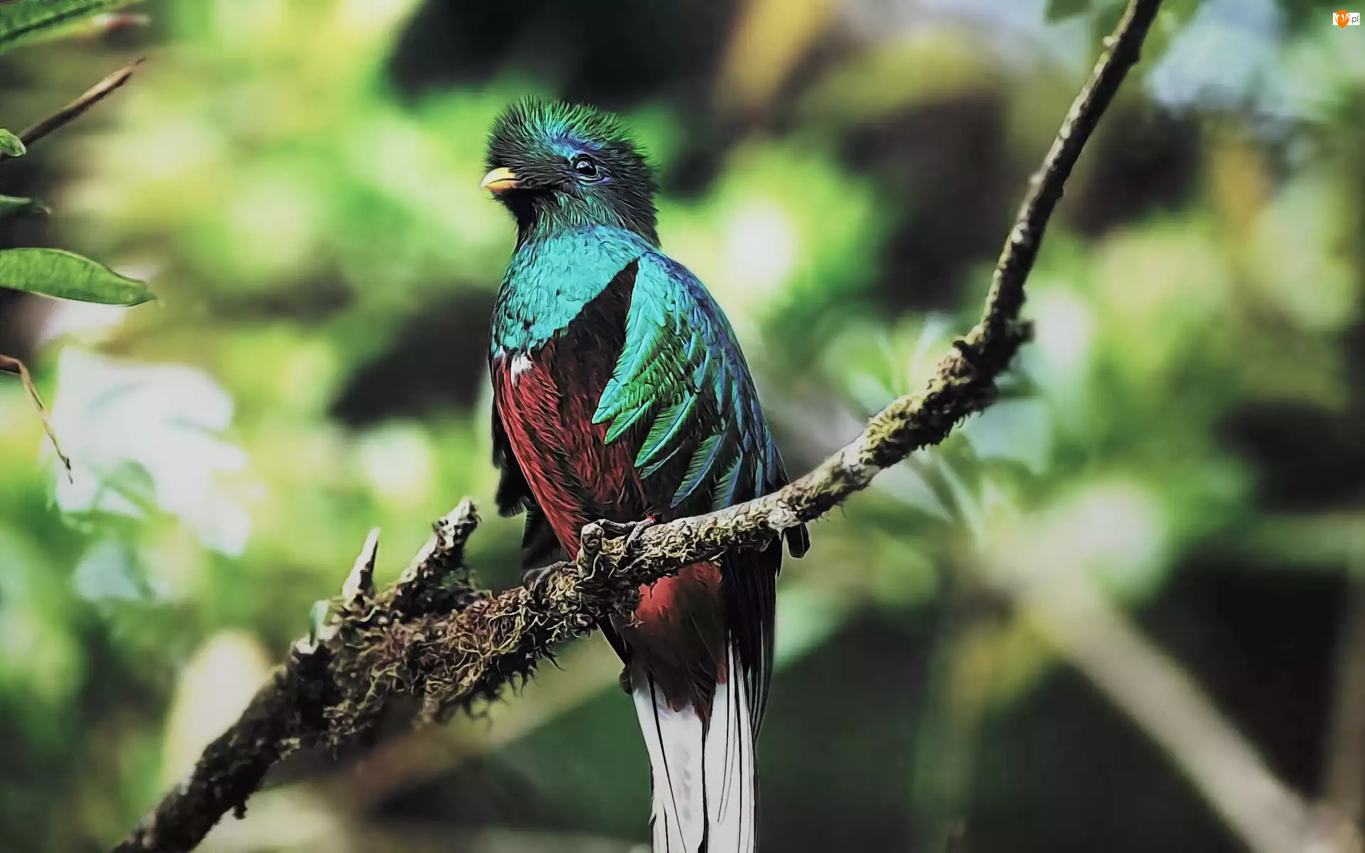 Quetzal, Kolorowy, Ptak