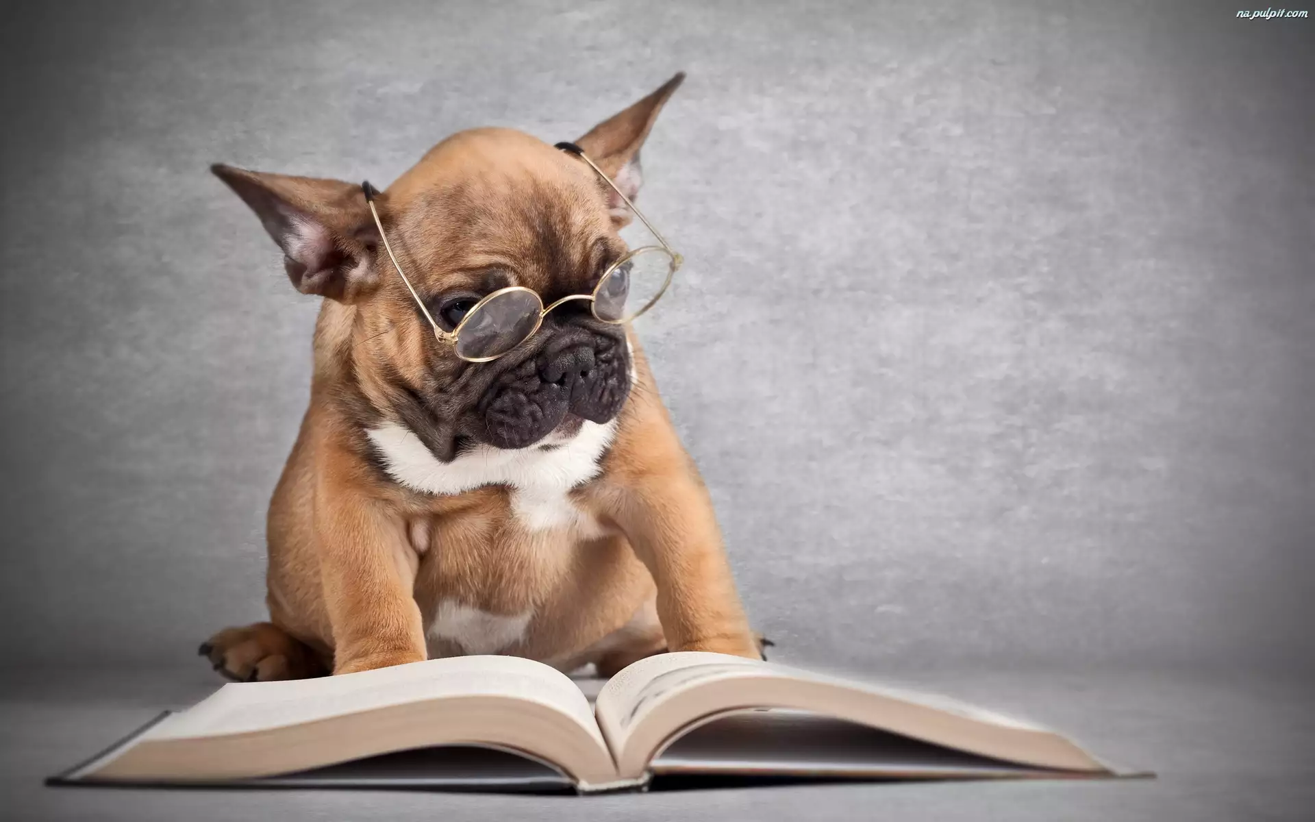 Pies, Buldog francuski, Okulary, Książka