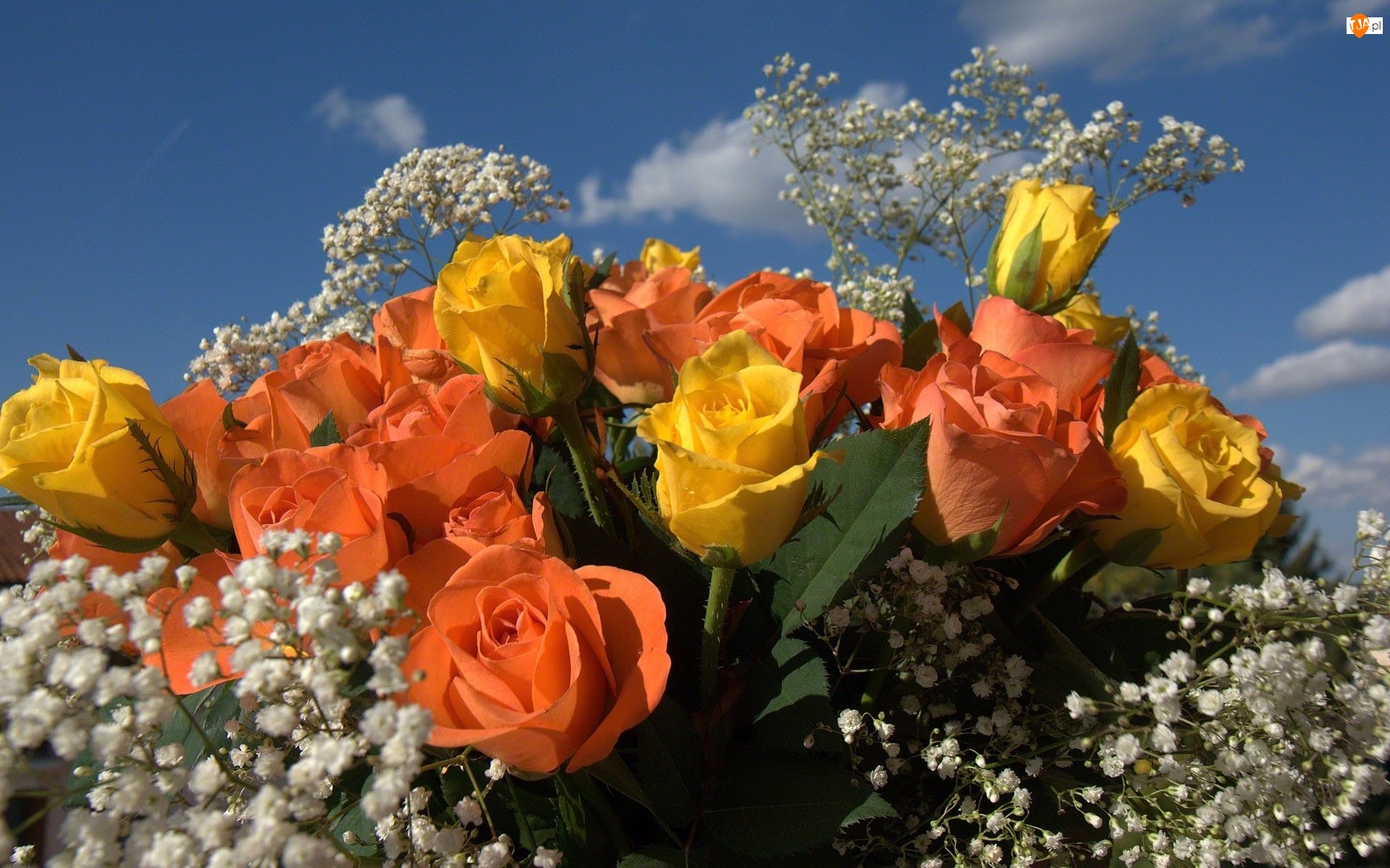 Kwiaty, Gipsówka, Bukiet, Róże