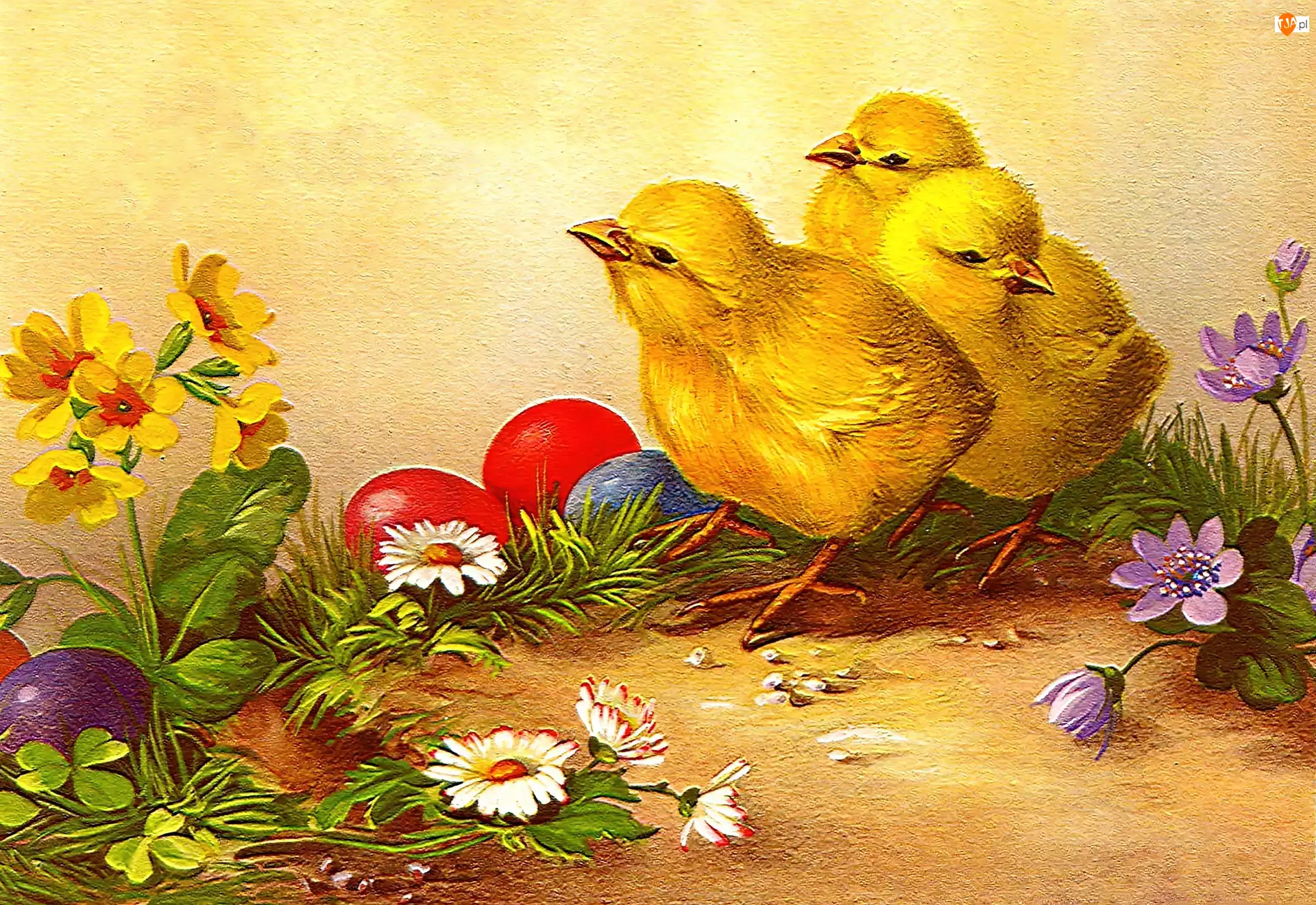 Kwiaty, Wielkanoc, Kurczaczki, Jajka