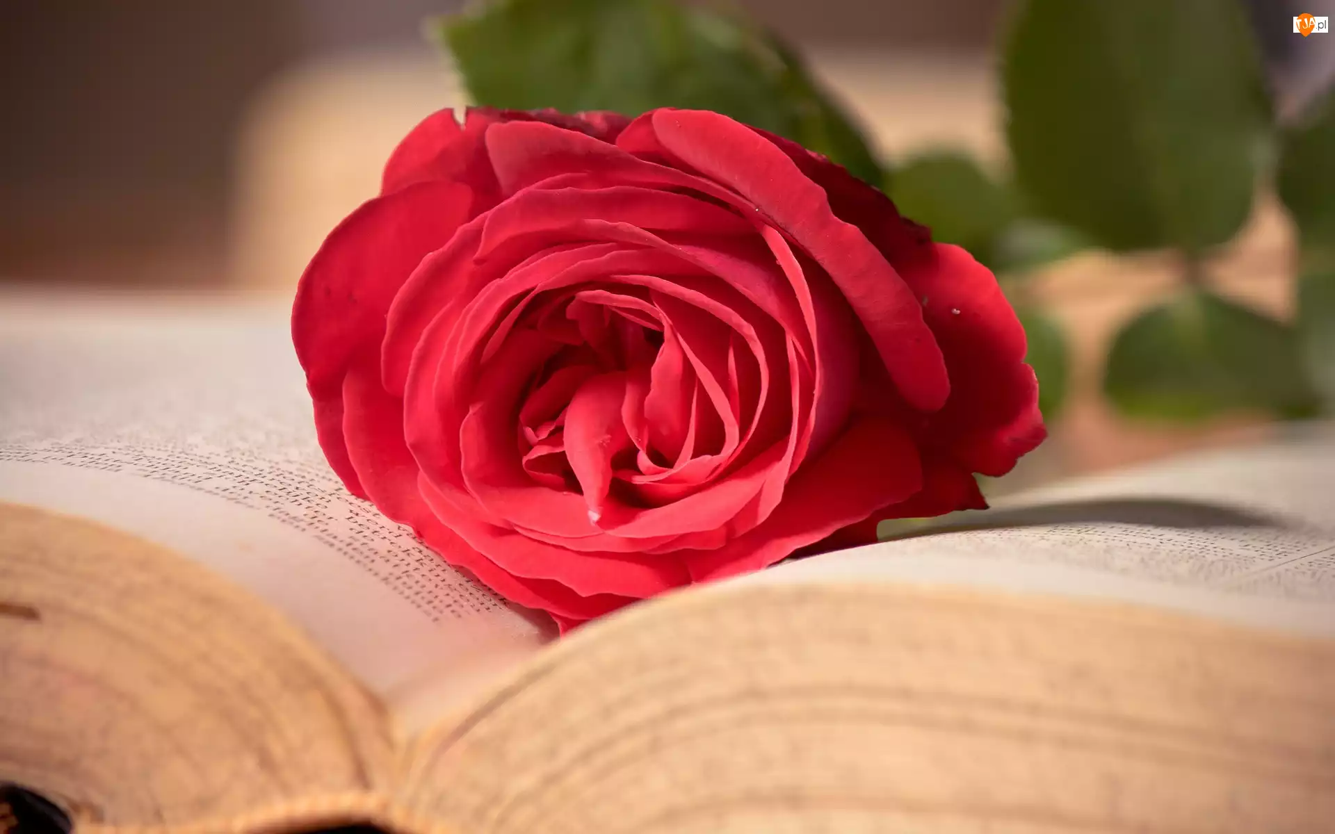 Róża, Książka, Czerwona