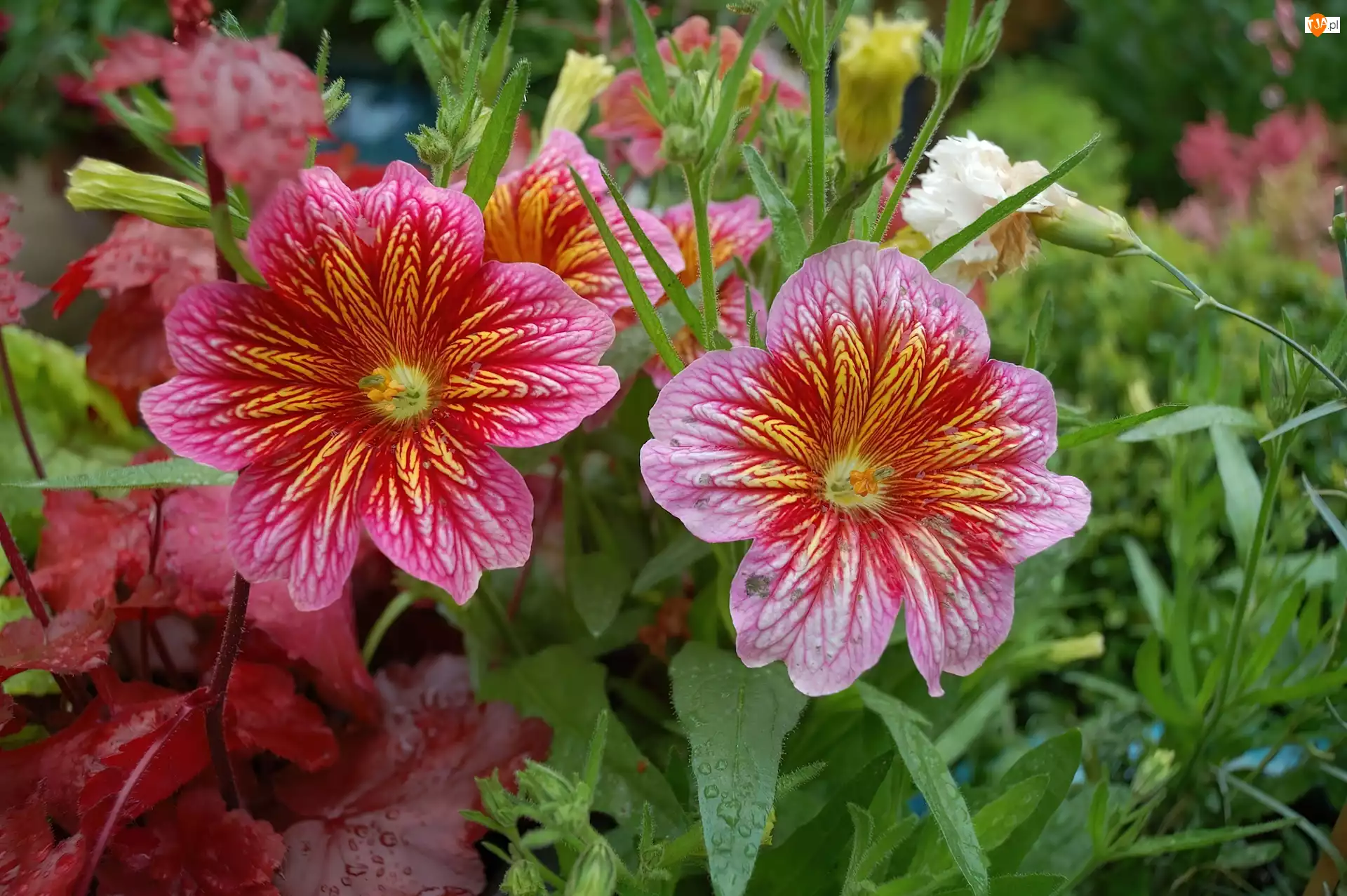 Kwiaty, Salpiglossis