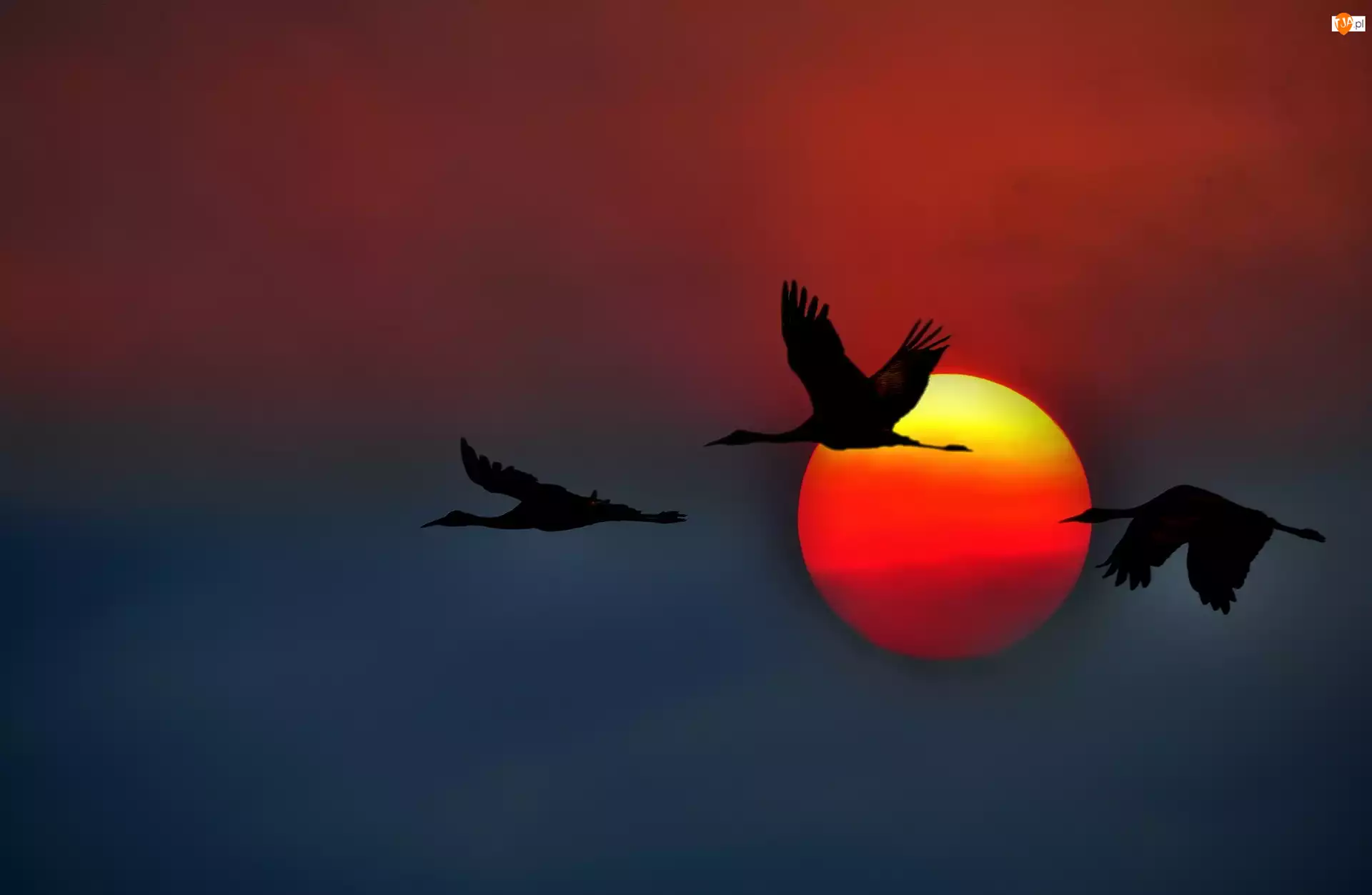 Ptaki, Zachód, Słońca