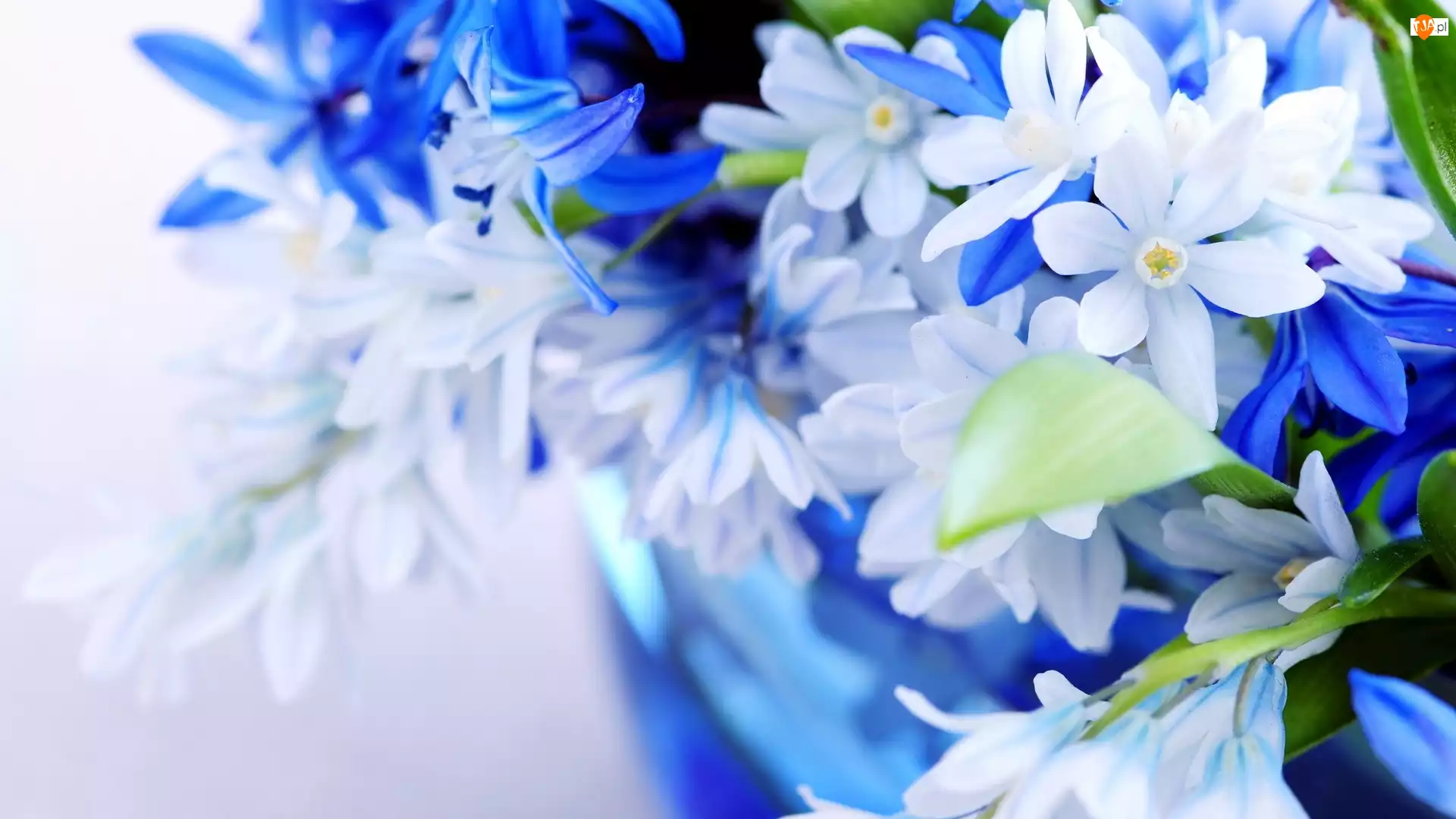 Kwiatki, Białe, Niebieskie