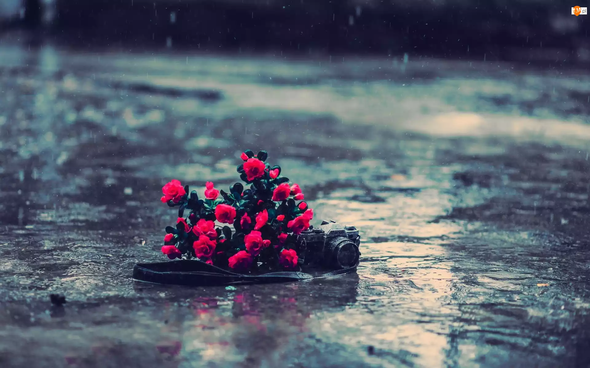 Aparat, Canon, Czerwone, Deszcz, Róże, Fotograficzny