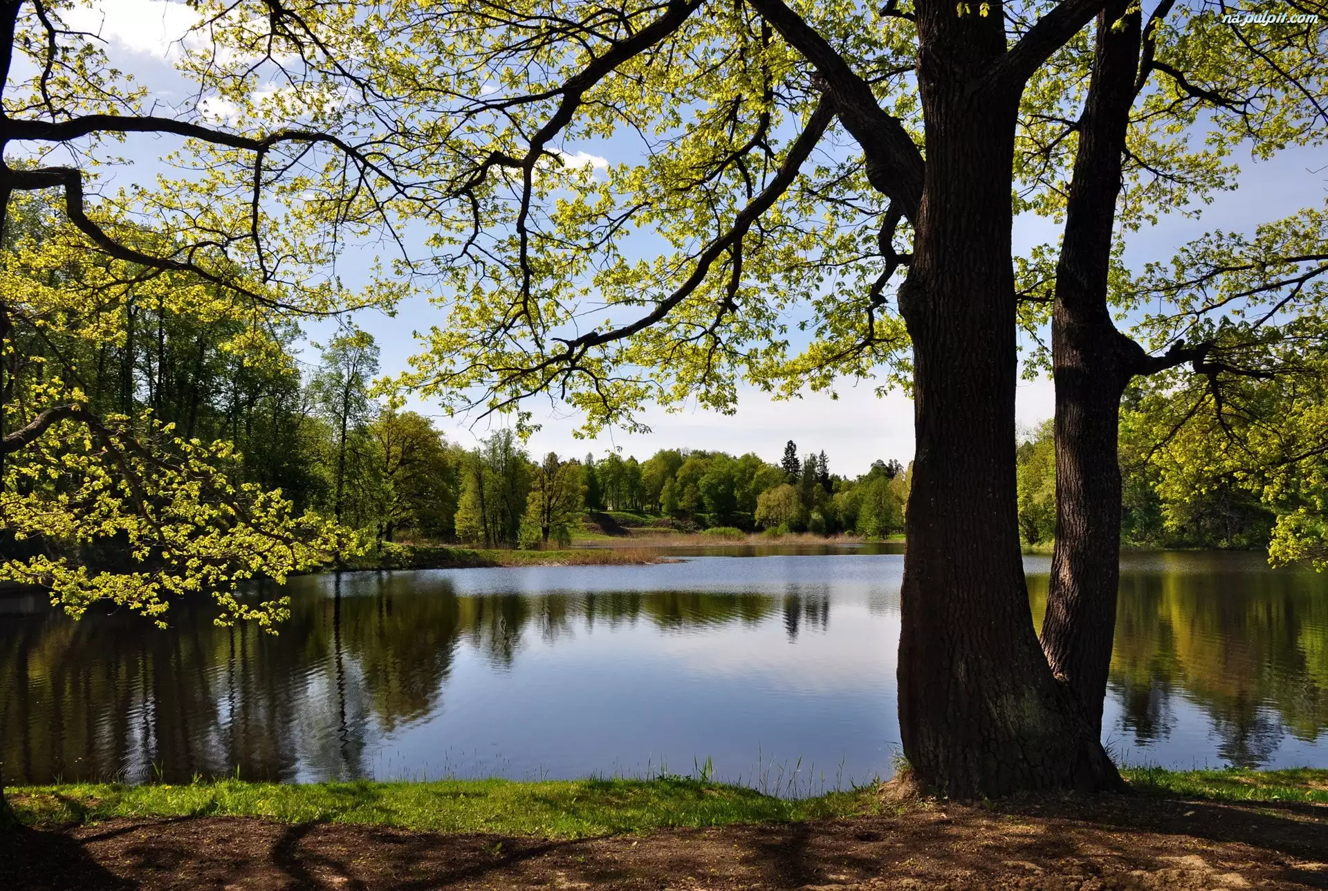Drzewa, Jezioro