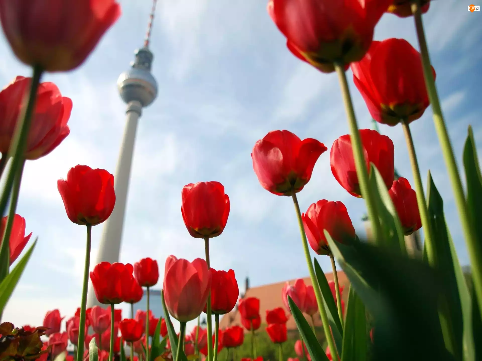 Berlin, Tulipany, Wieża, Telewizyjna