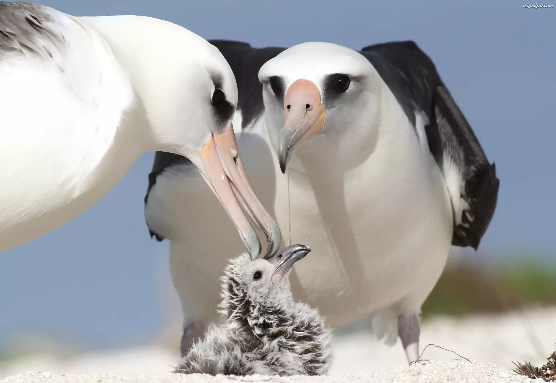 Albatrosy, Rodzinka