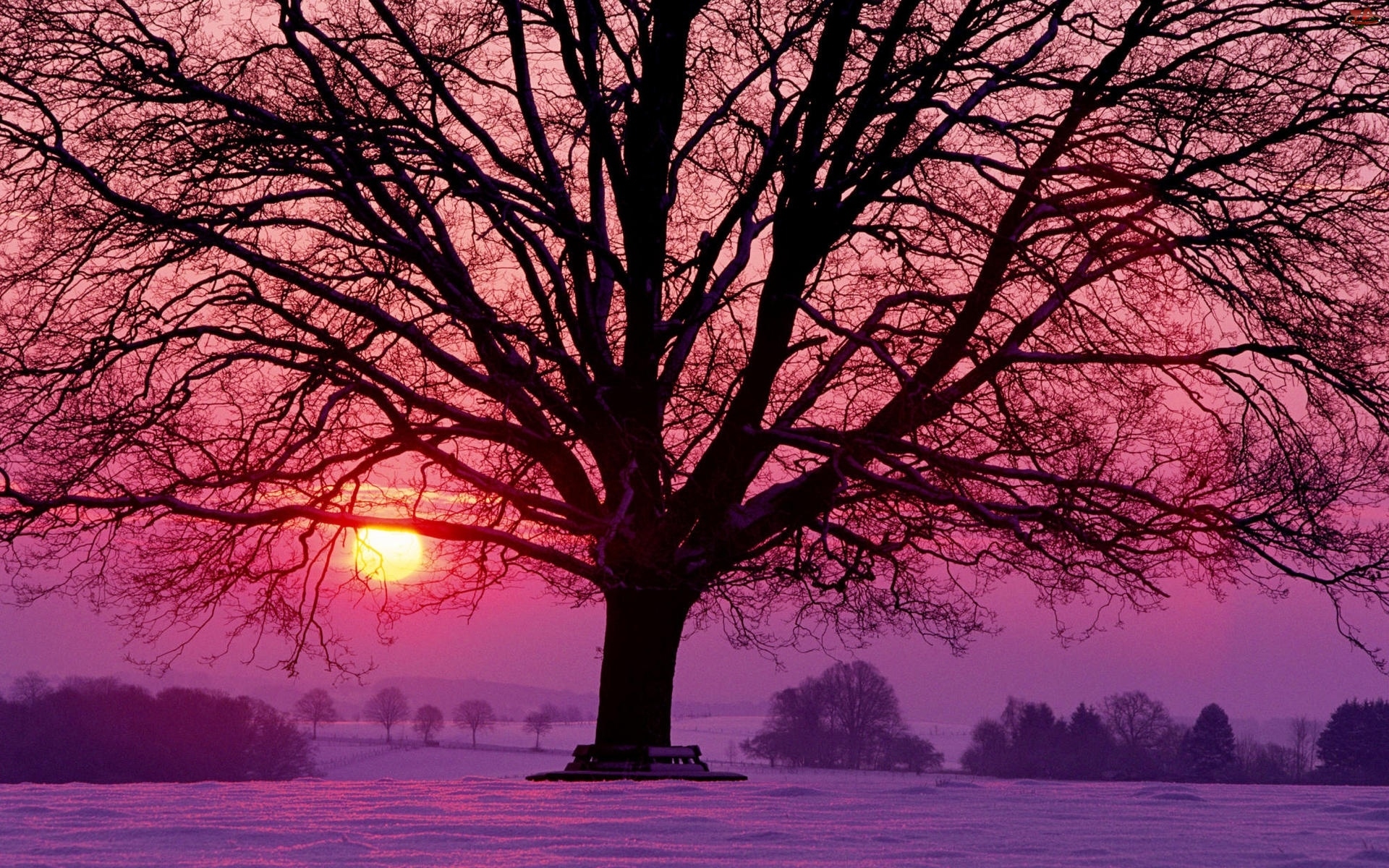Drzewo, Słońca, Śnieg, Zachód