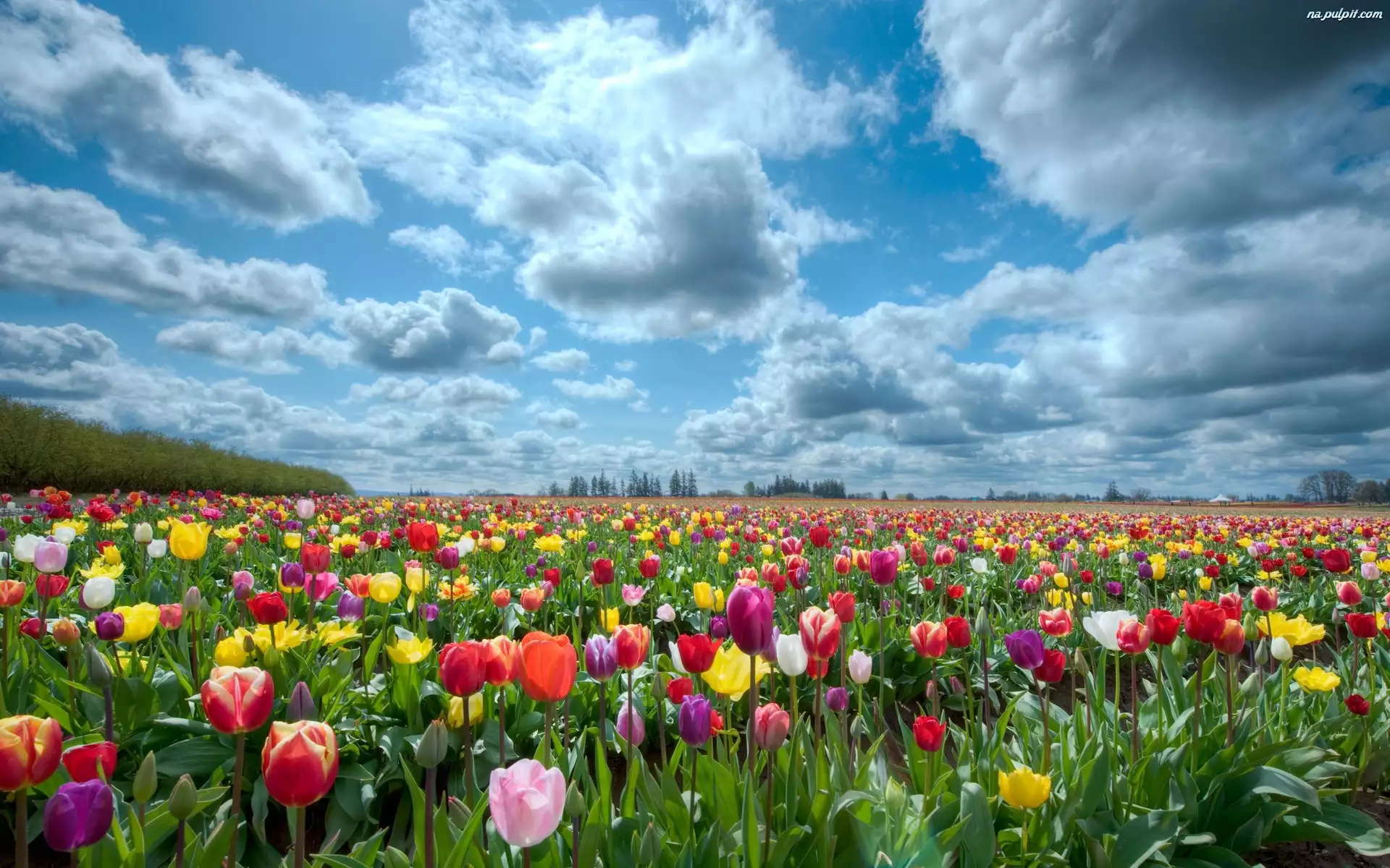 Tulipany, Pole, Kolorowe