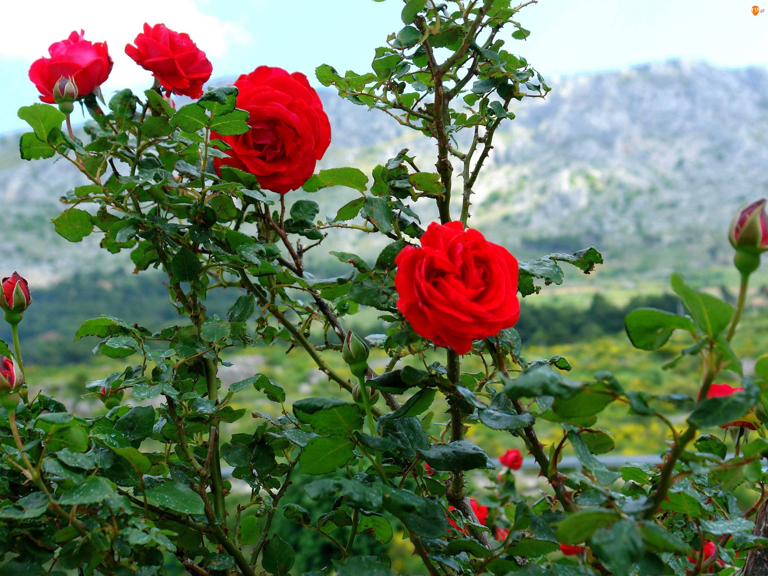 Róże, Piękne, Czerwone