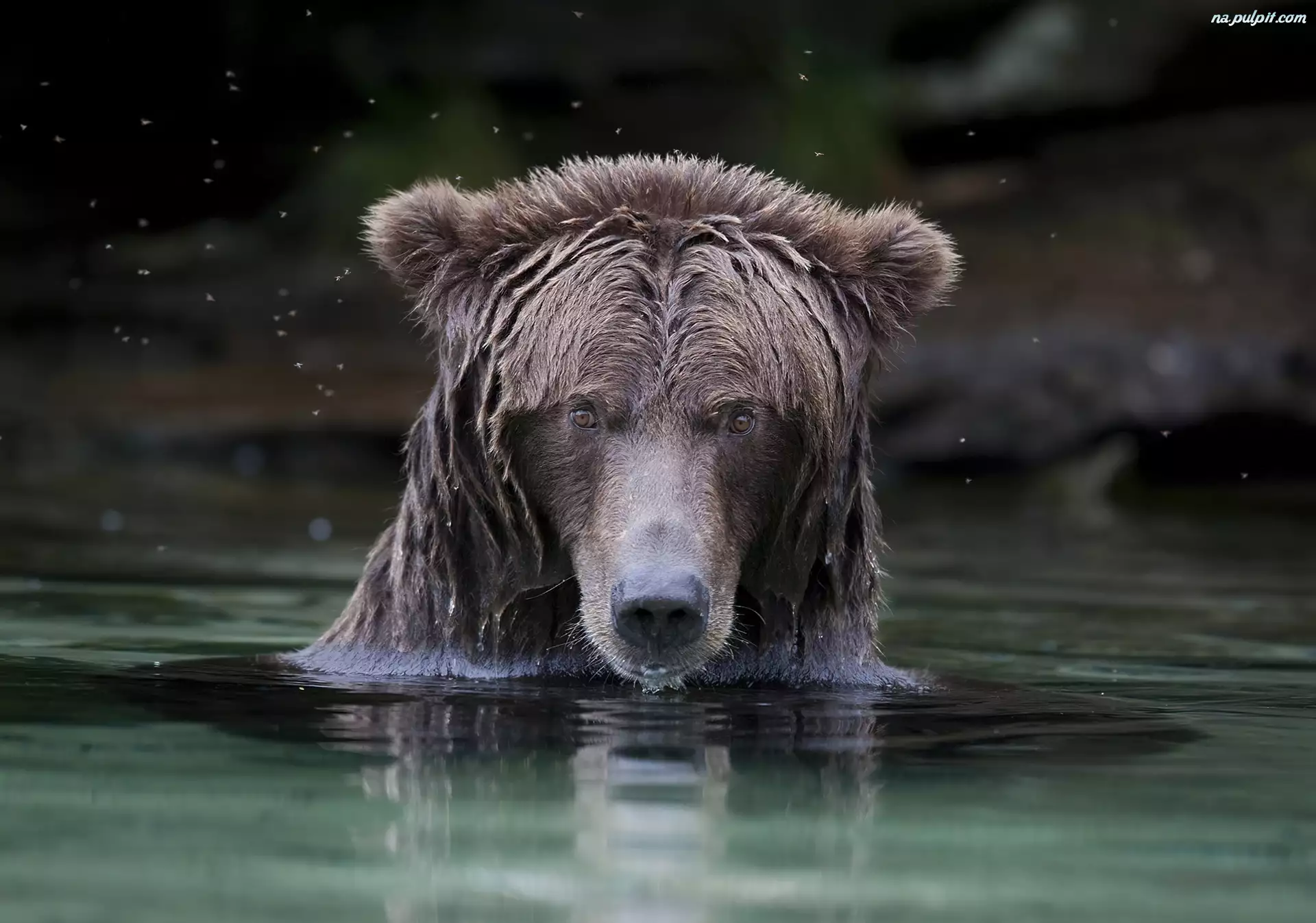 Kąpiel, Niedźwiedź